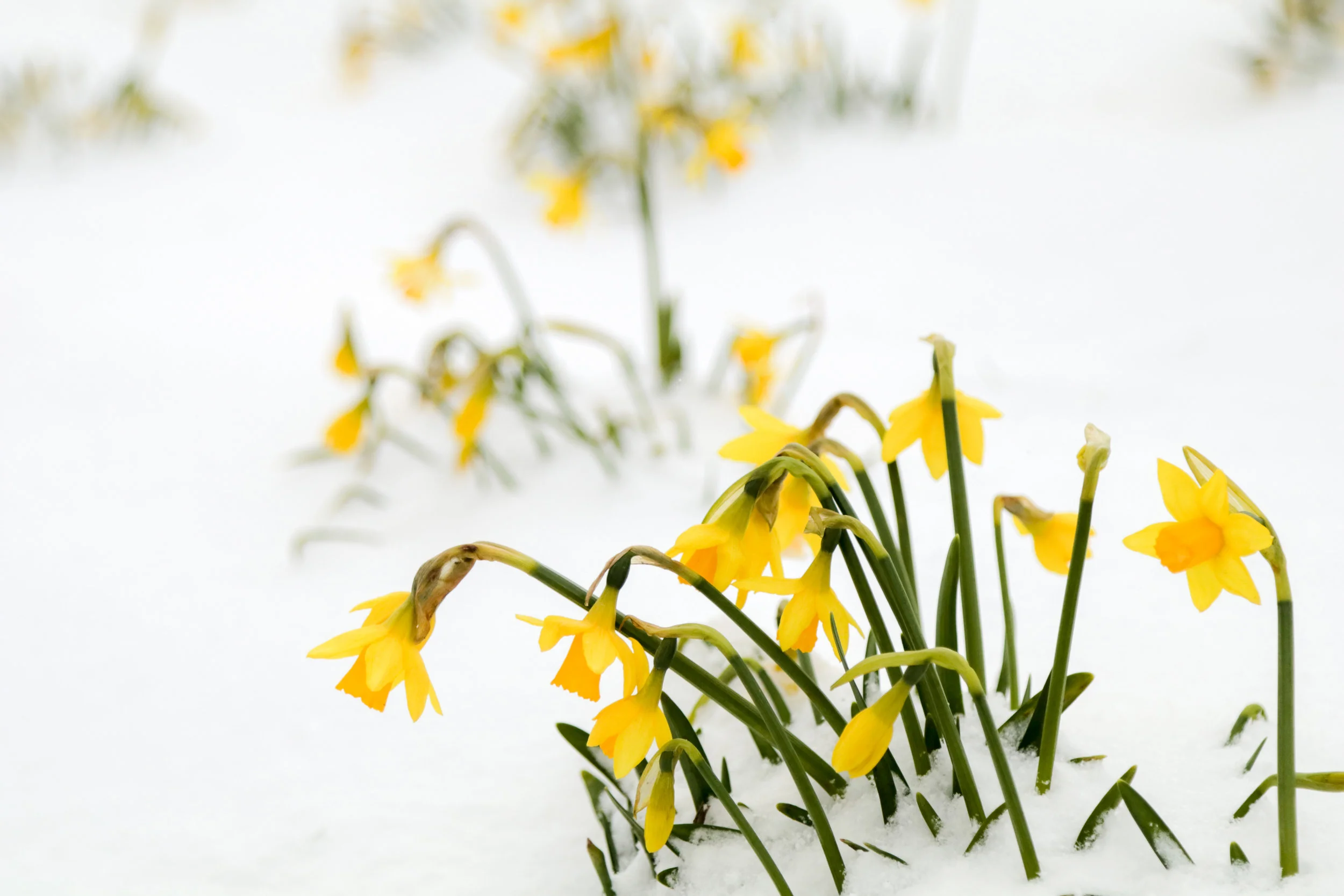 The Unstoppable Power & Hope of Returning Spring & Podcast