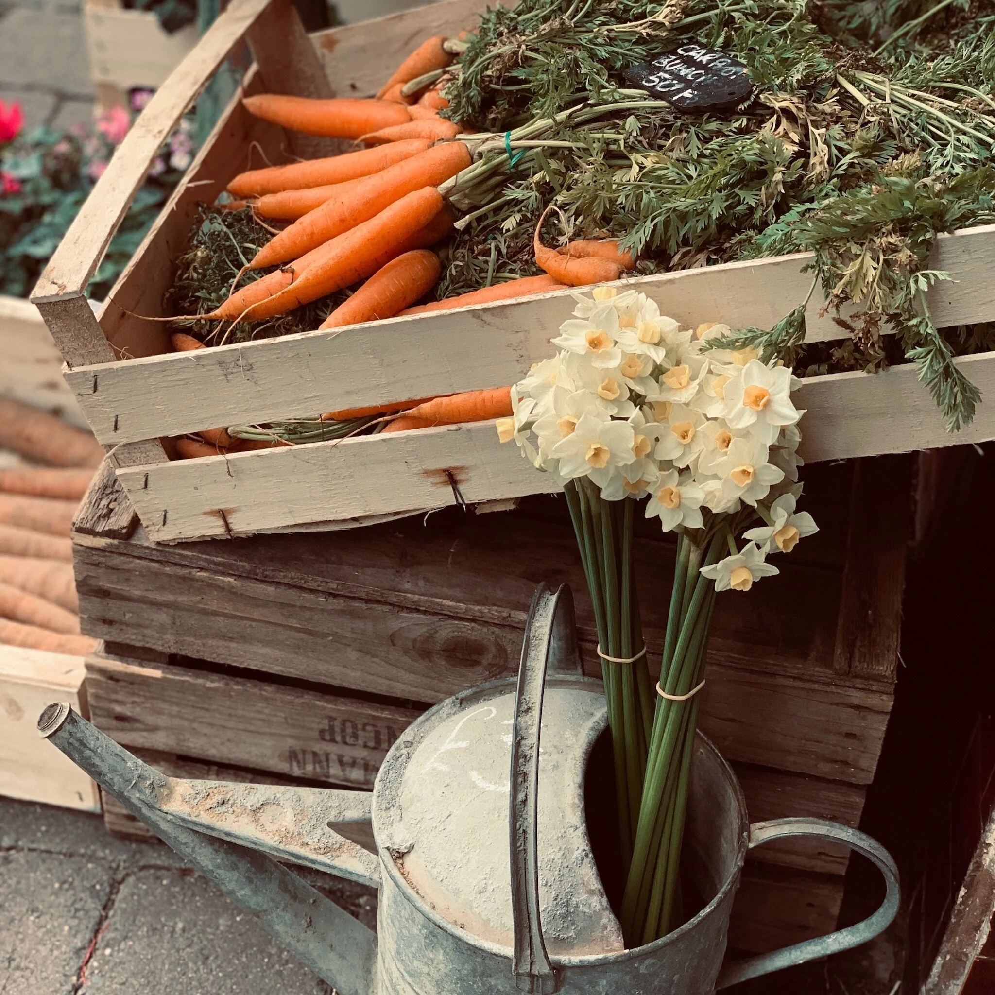 Living Whole, Living Healthy With Nicole Field &amp; podcast