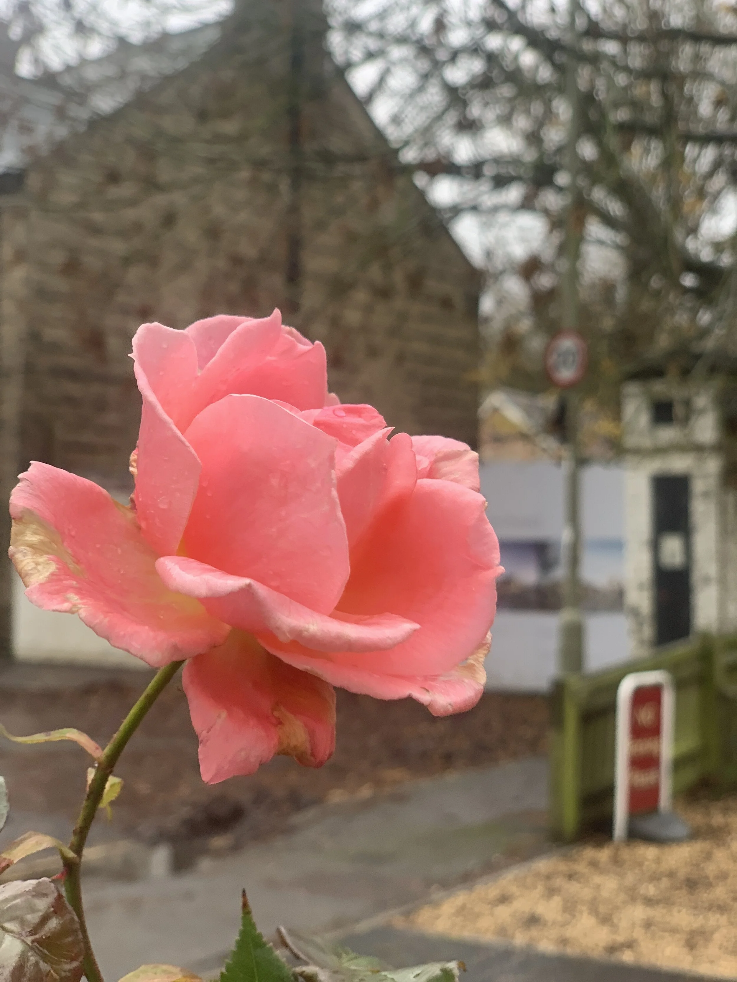 The Story of a Rose: Becoming Light in a Dark Time, Longing Satisfied