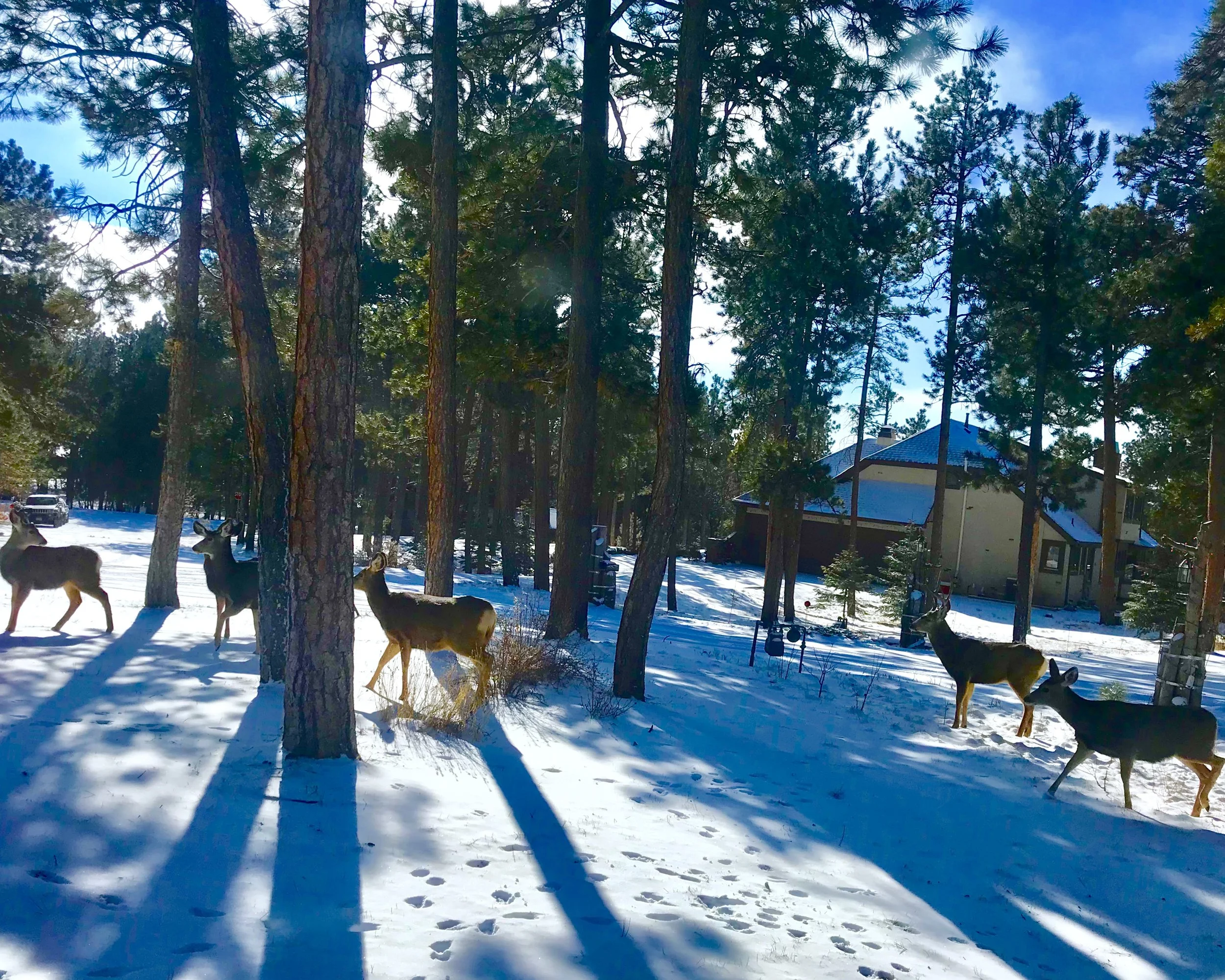 Thoughts On Considering the Five Senses as Thanksgiving Week Approaches!