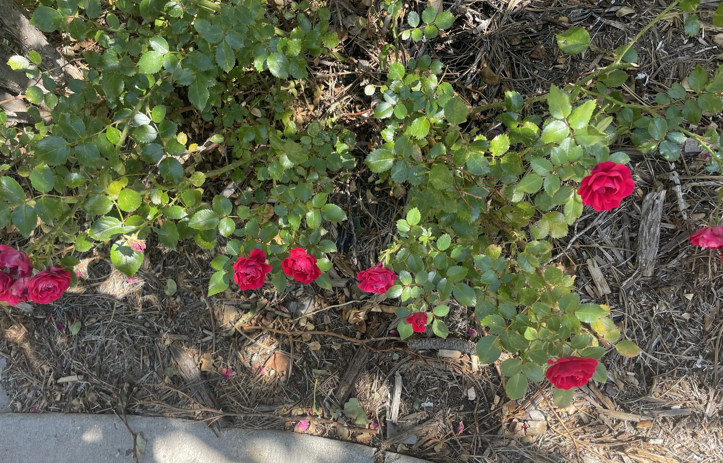 Tea Time Tuesday:Bearing Even More Fruit