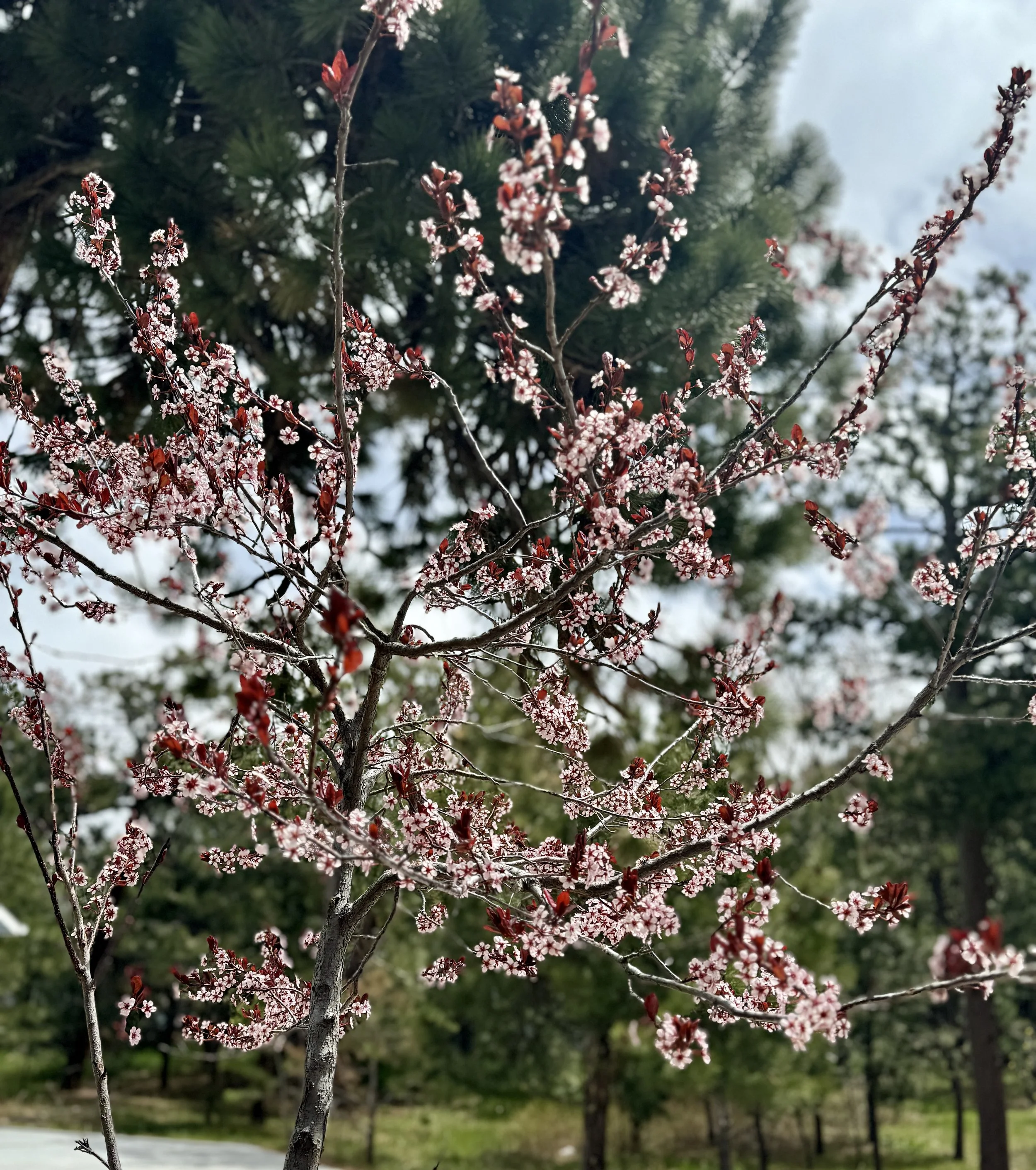 Waiting With Great Hope