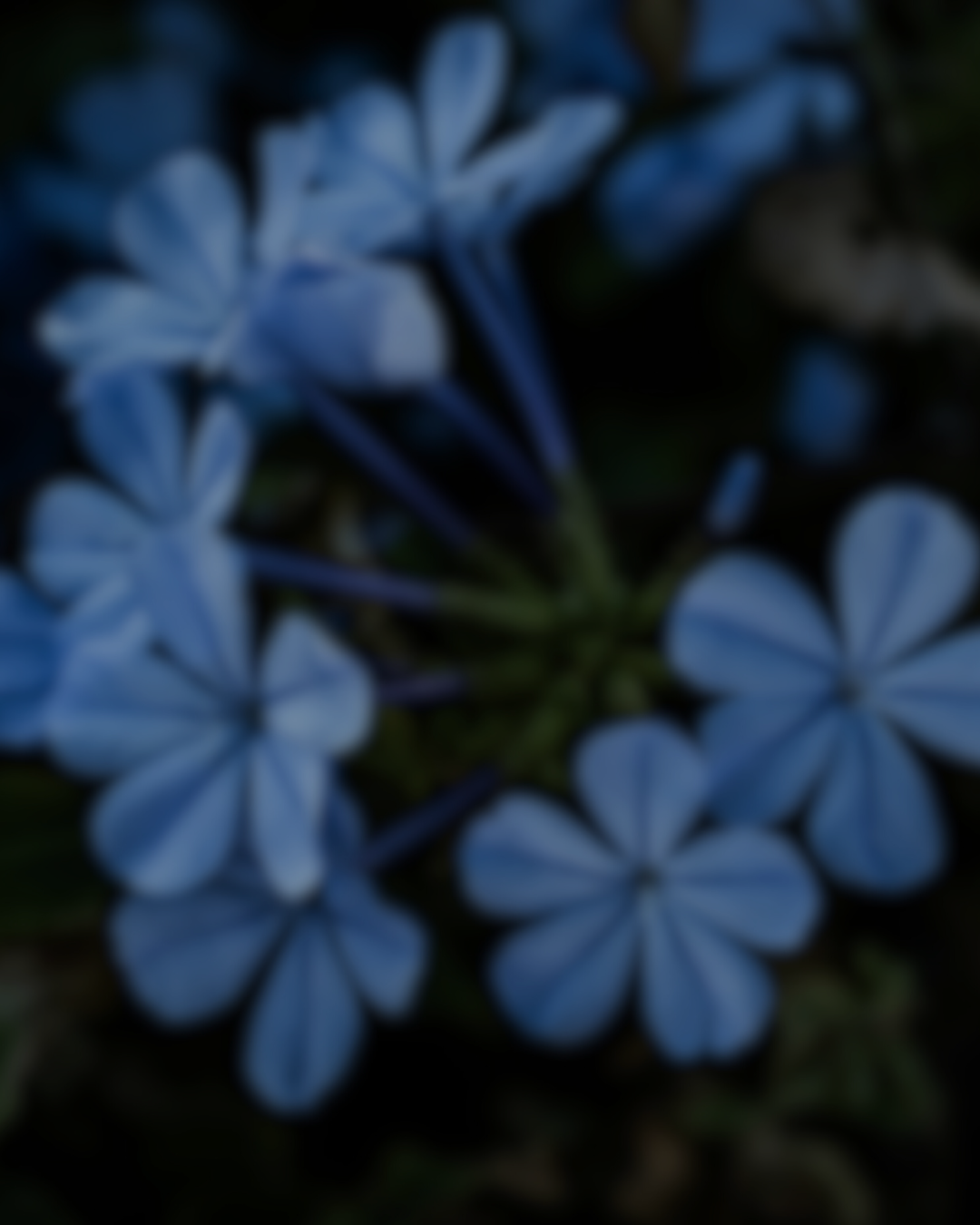 Have You Ever Been Loved Too Much?