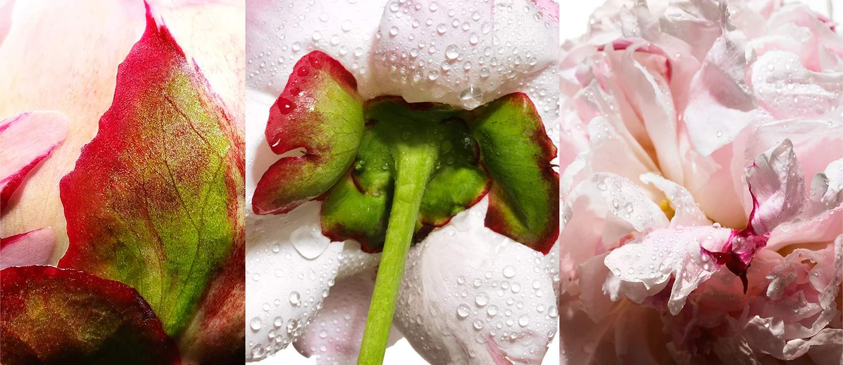 ondrea barbe peony flowers.jpg