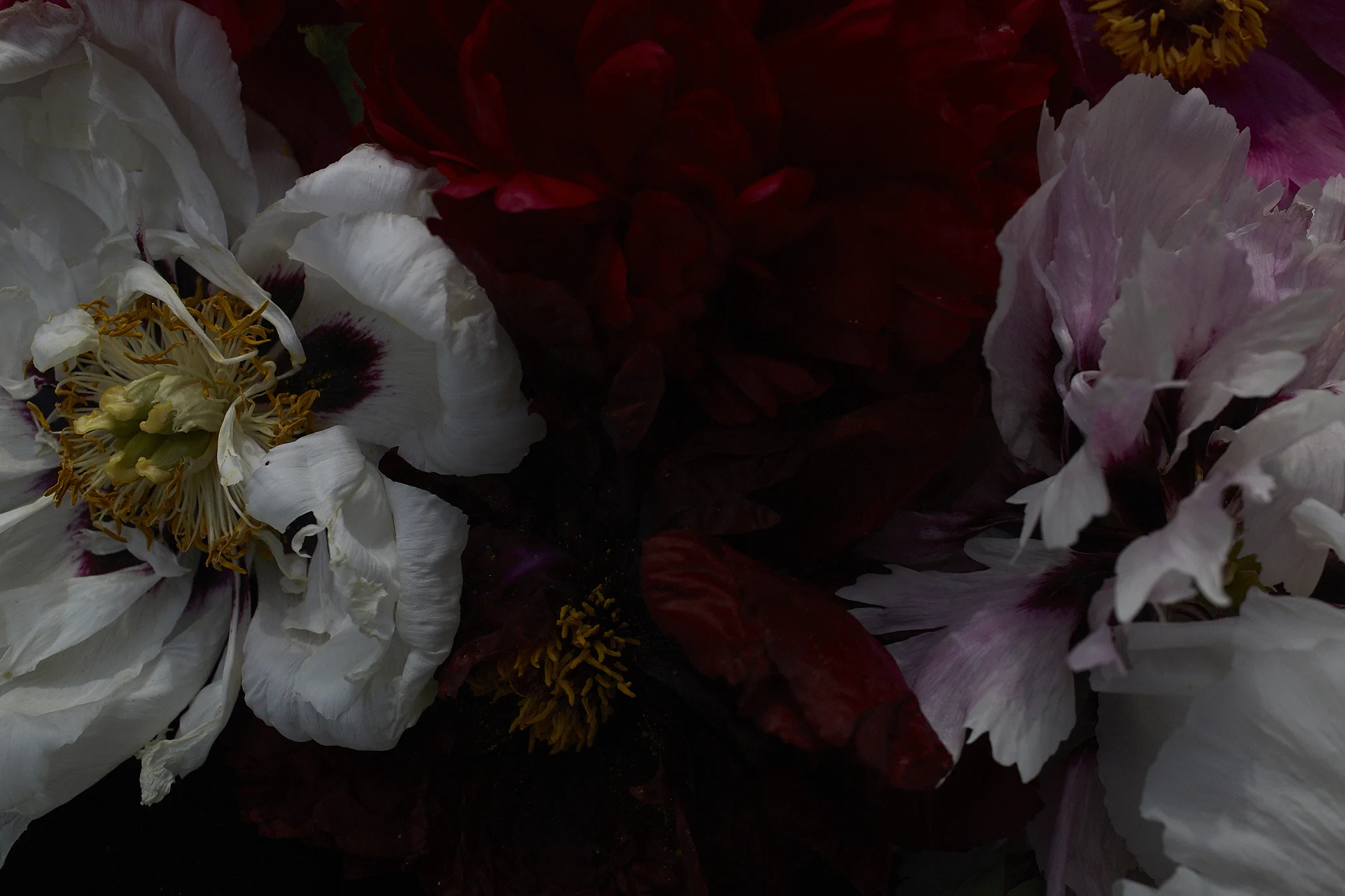 from the series IMPERMANENCE 