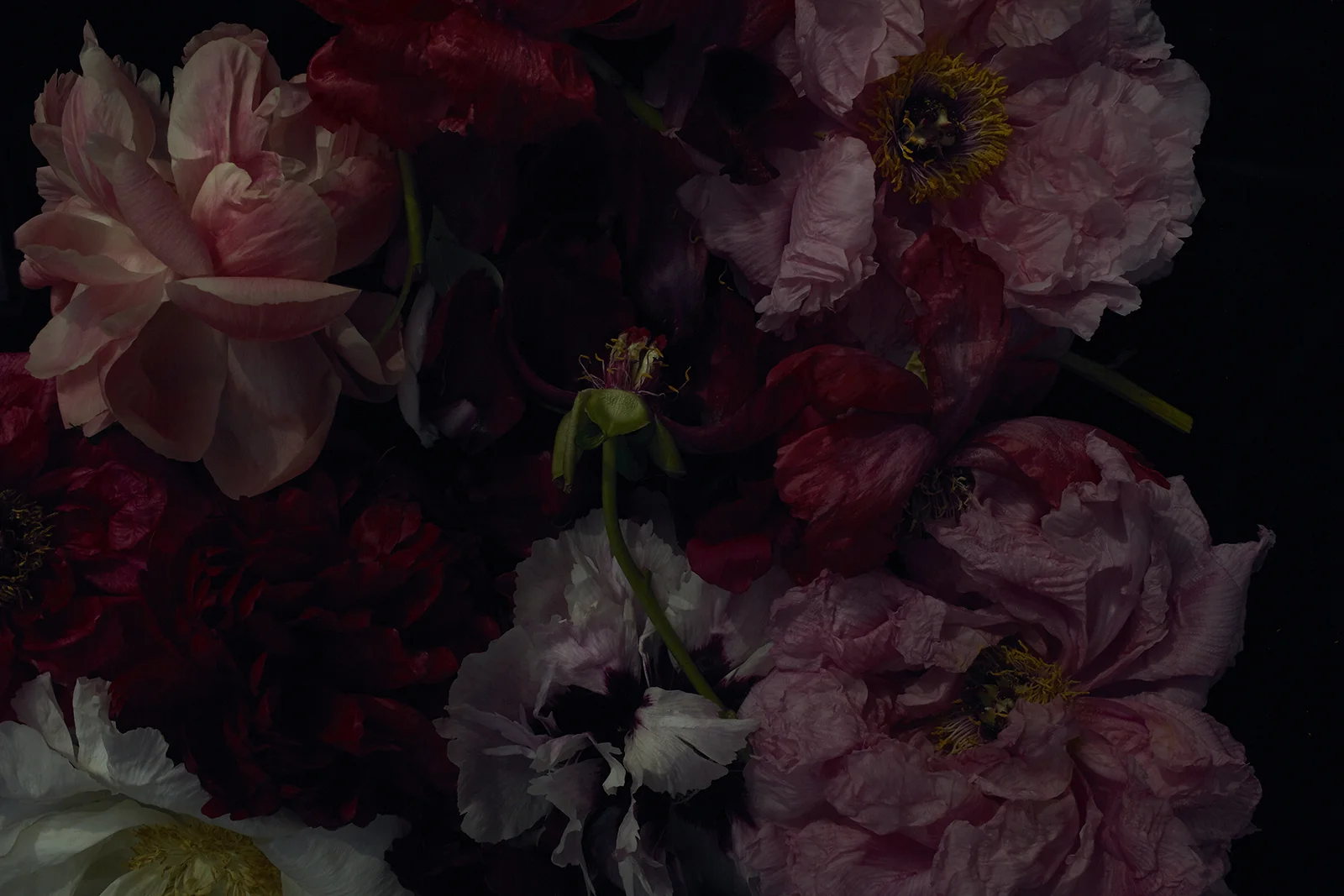 ondrea barbe peony painting.jpg