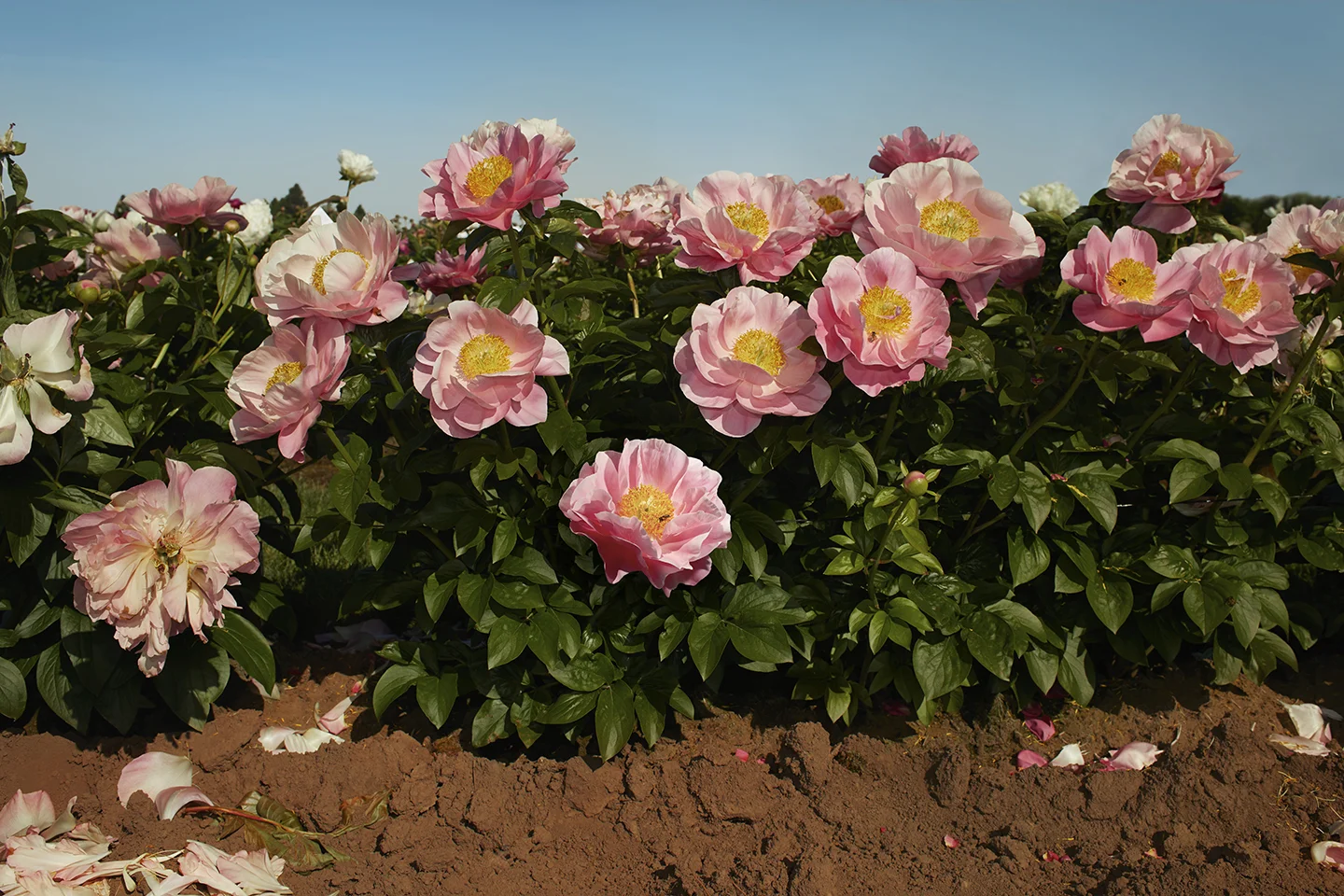 ondrea barbe peony farm.jpg