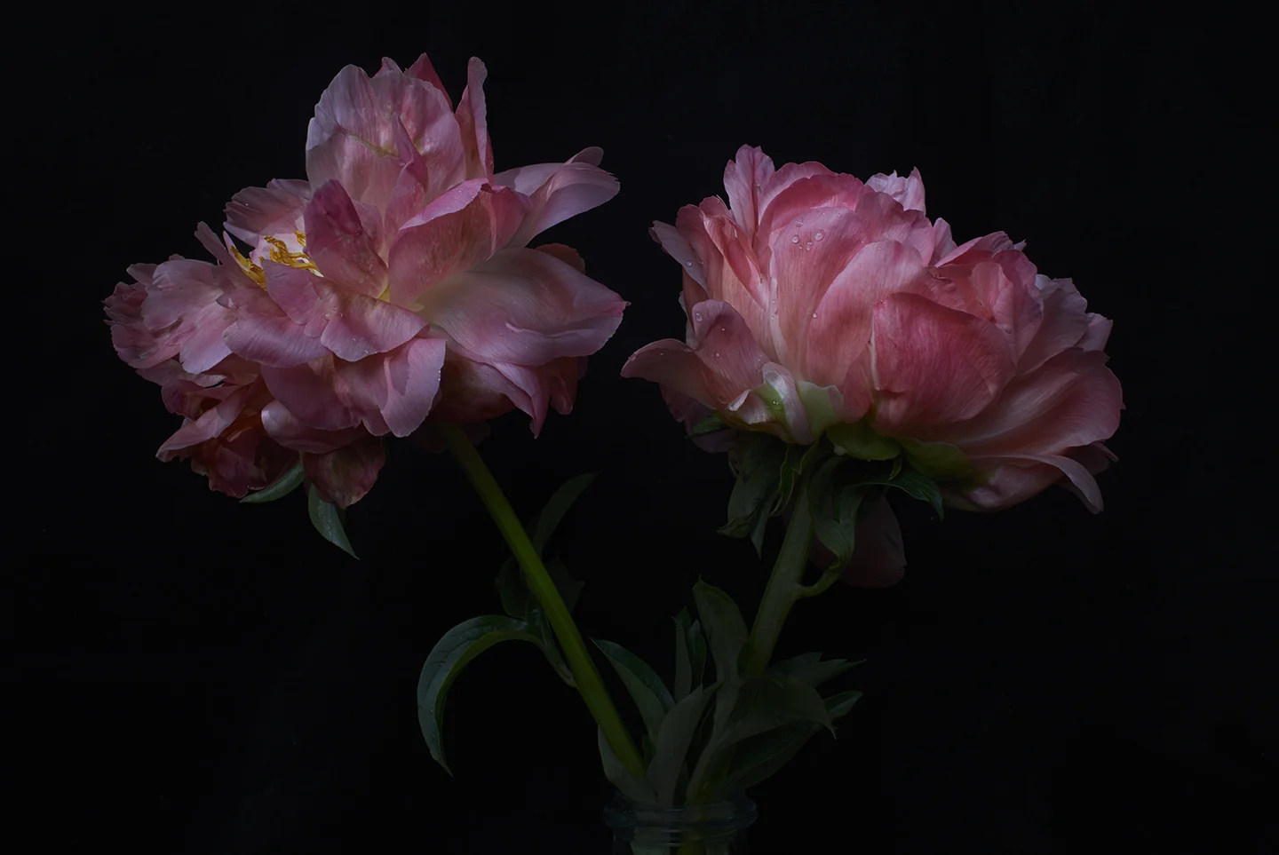 peony10 ondrea barbe.jpg