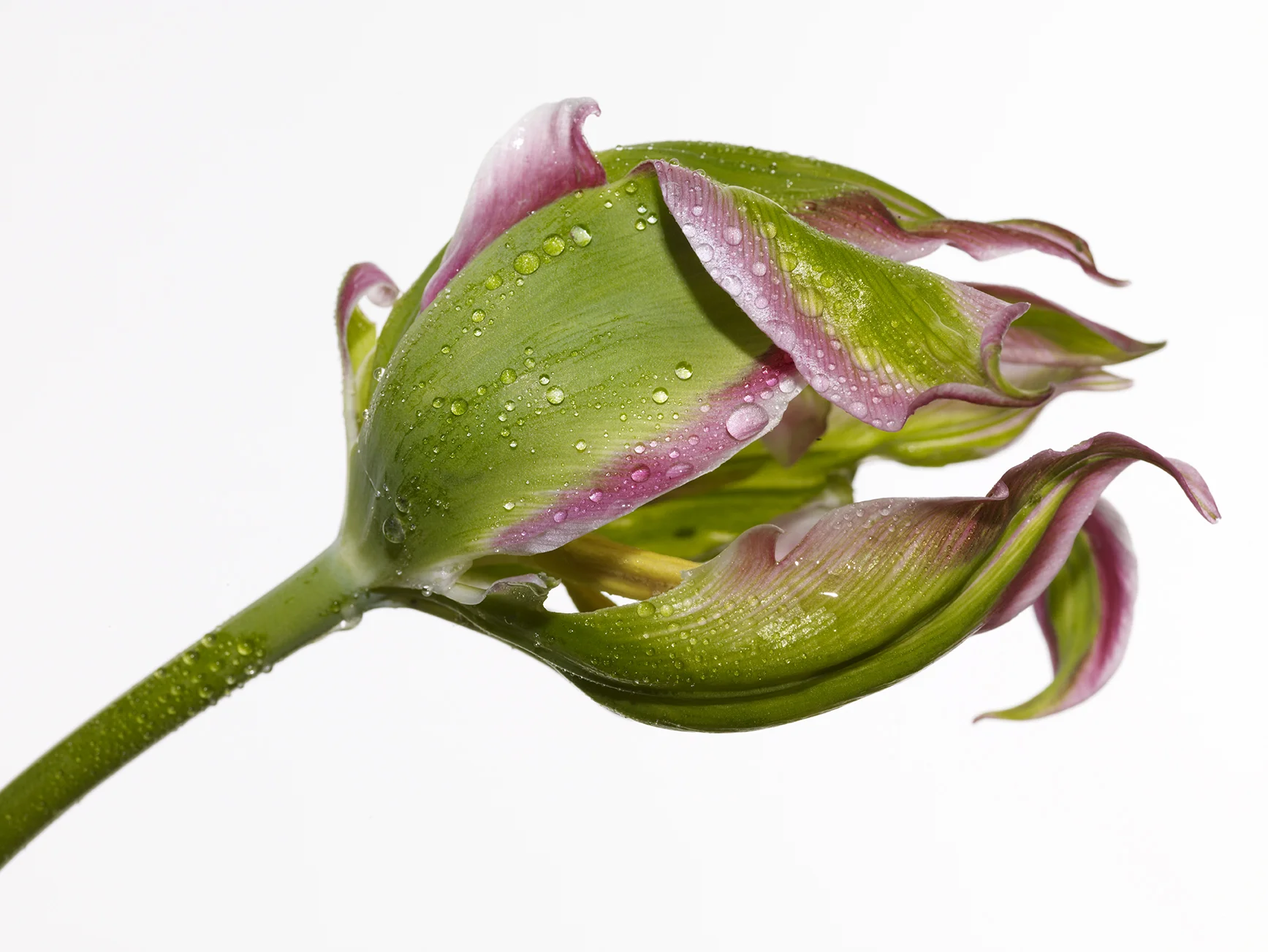 TULIP3.jpg