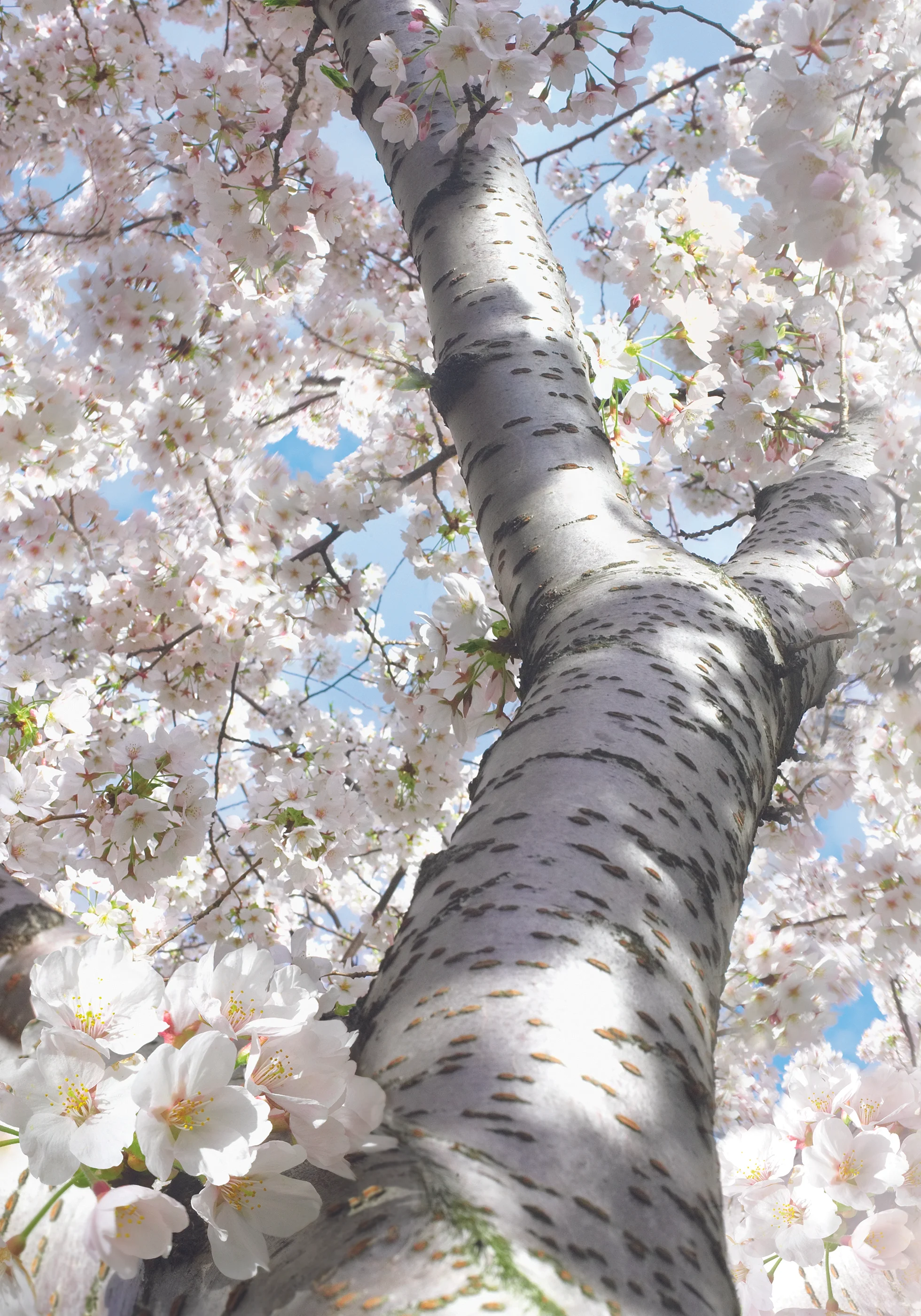 cherry blossom paper.jpg