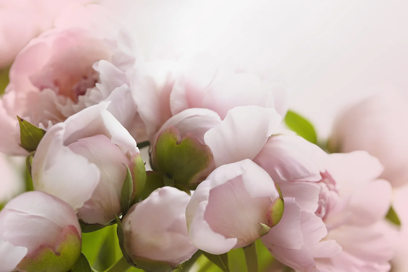 heart 3 peony.jpg