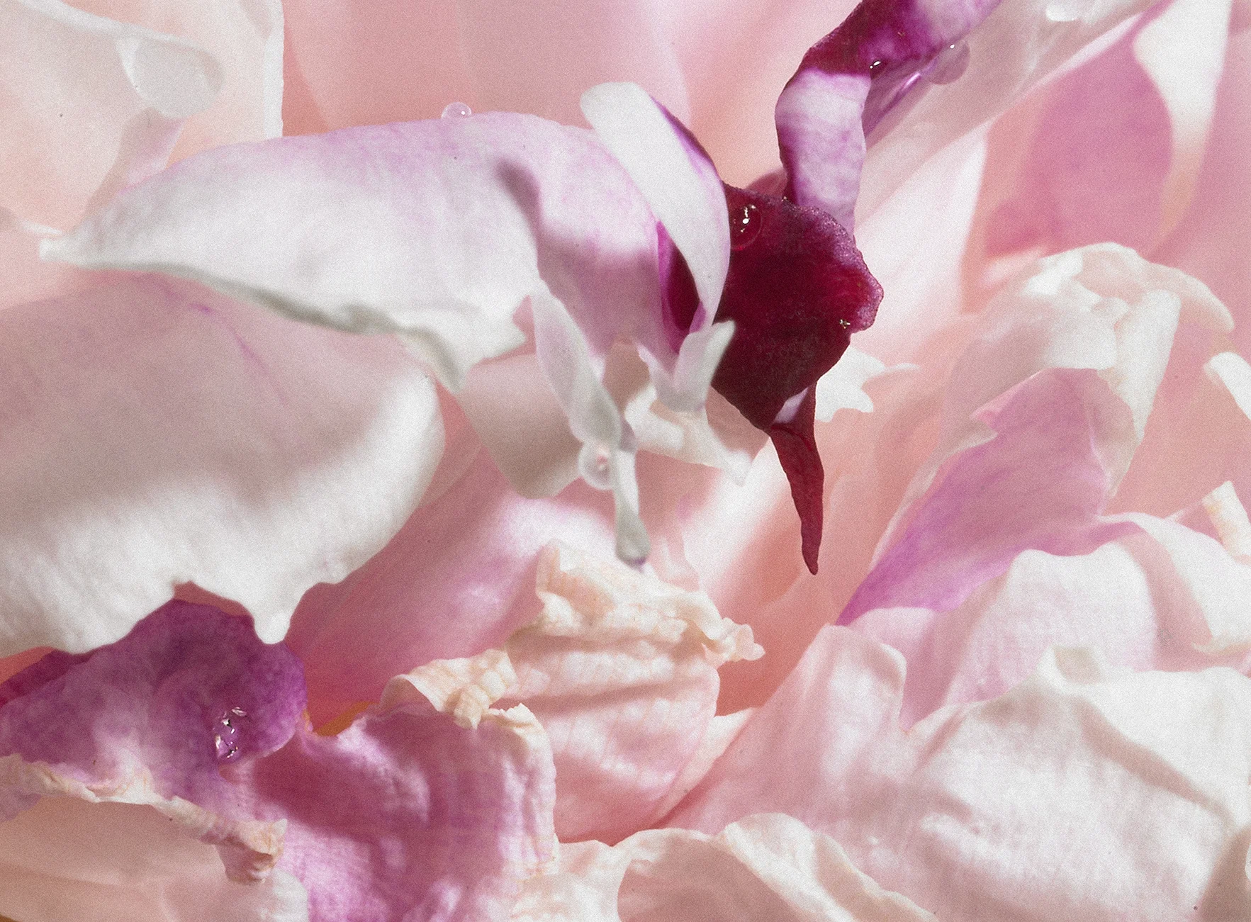 pink texture ondrea barbe.jpg