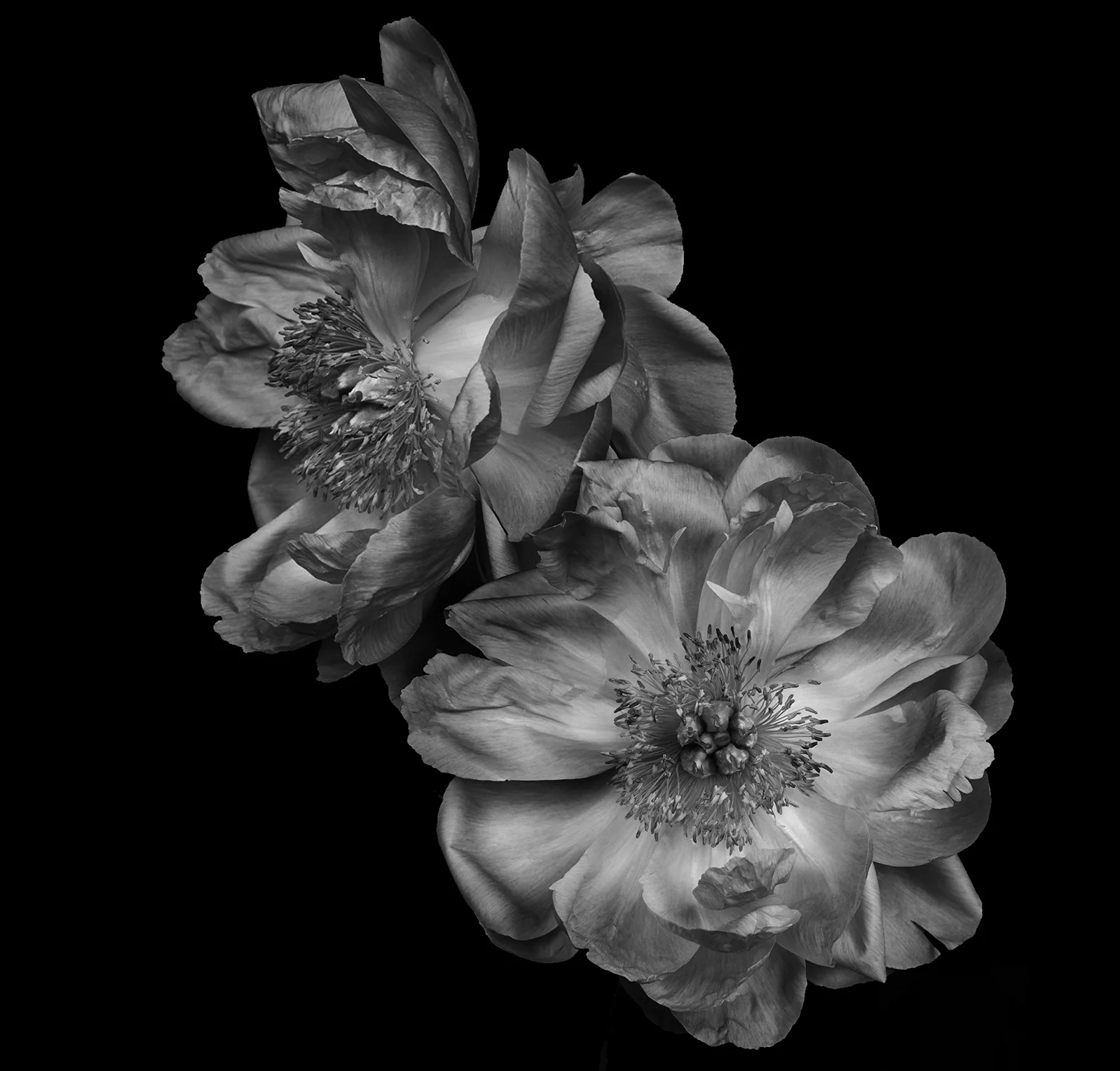 ondrea barbe black and white peony 2.jpg