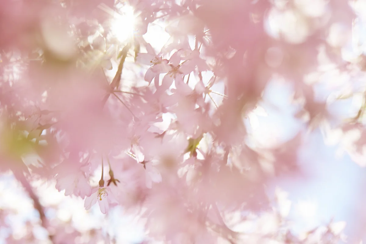 pink cherry blossoms.jpg