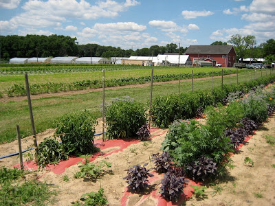 Cook Student Organic Farm, Rutgers University