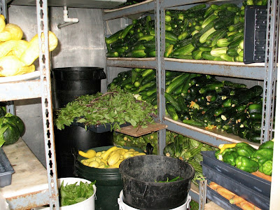 Summer Squash Harvest
