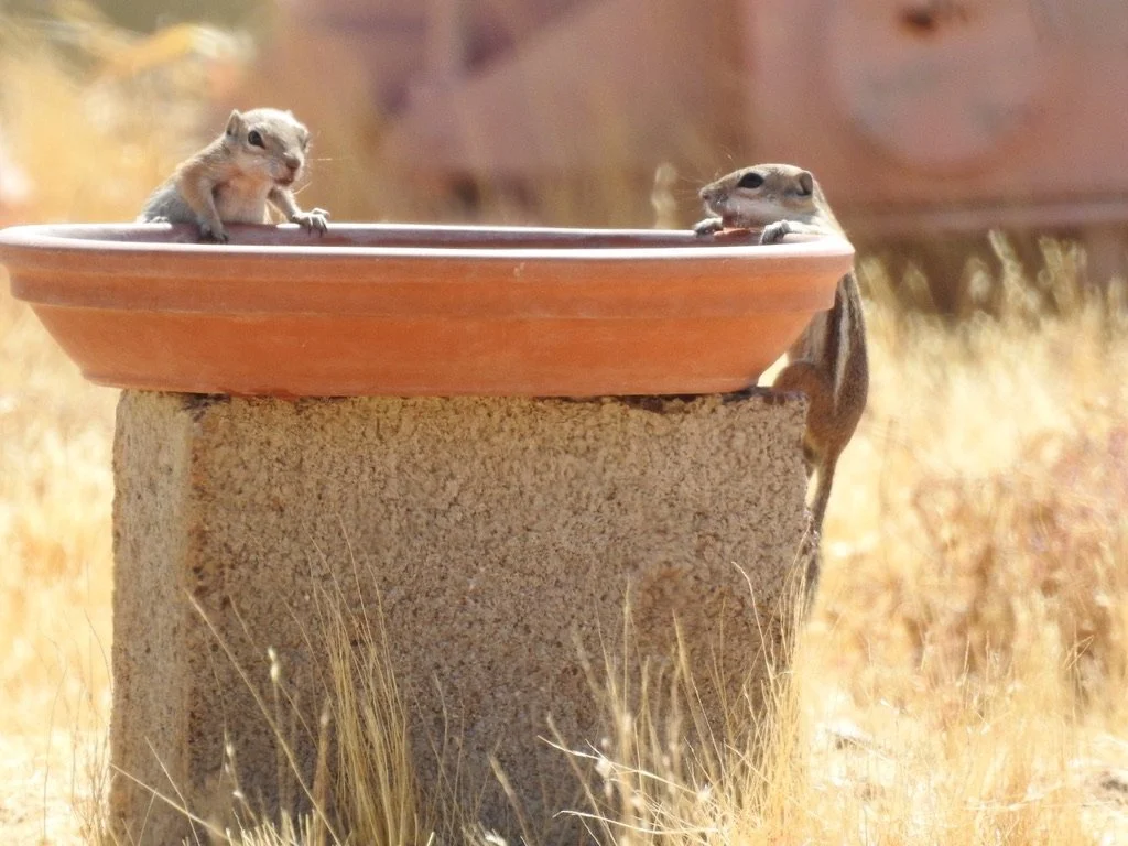 Little Visitors