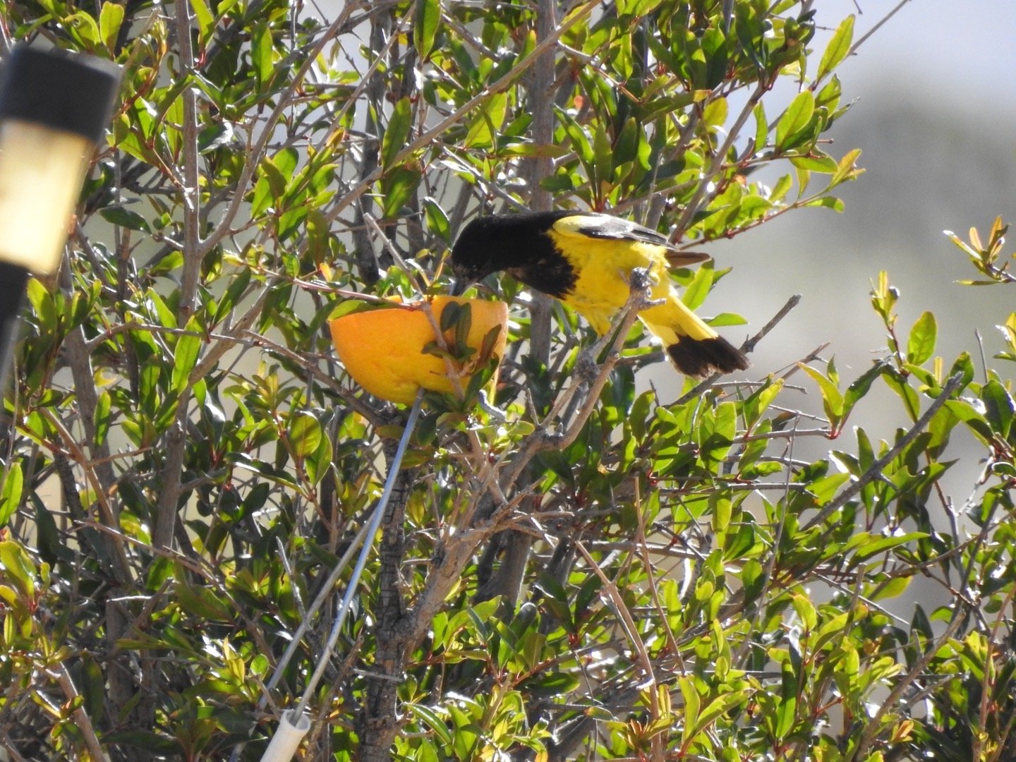 The Return of the Scott's Orioles