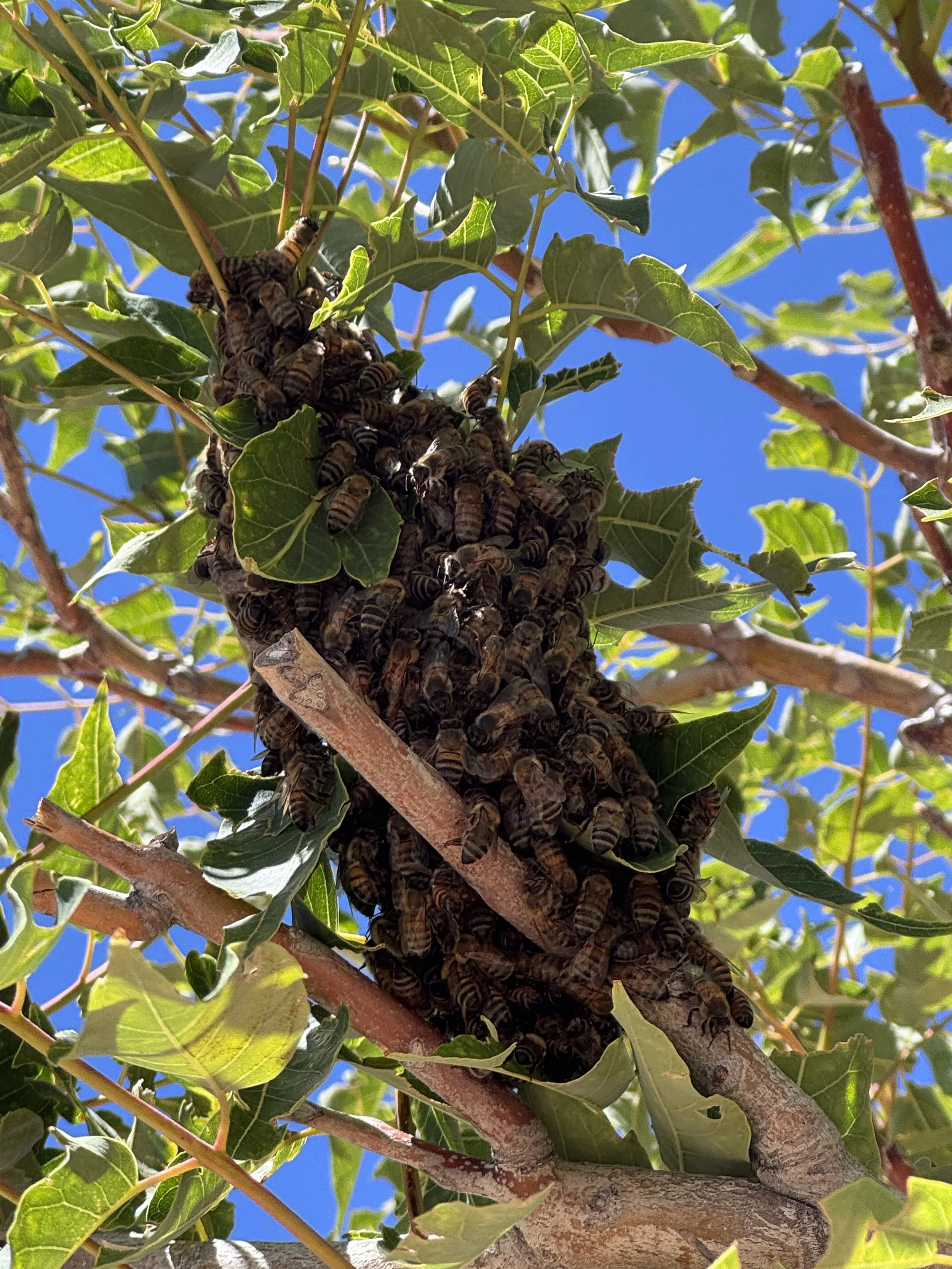 The First Swarm