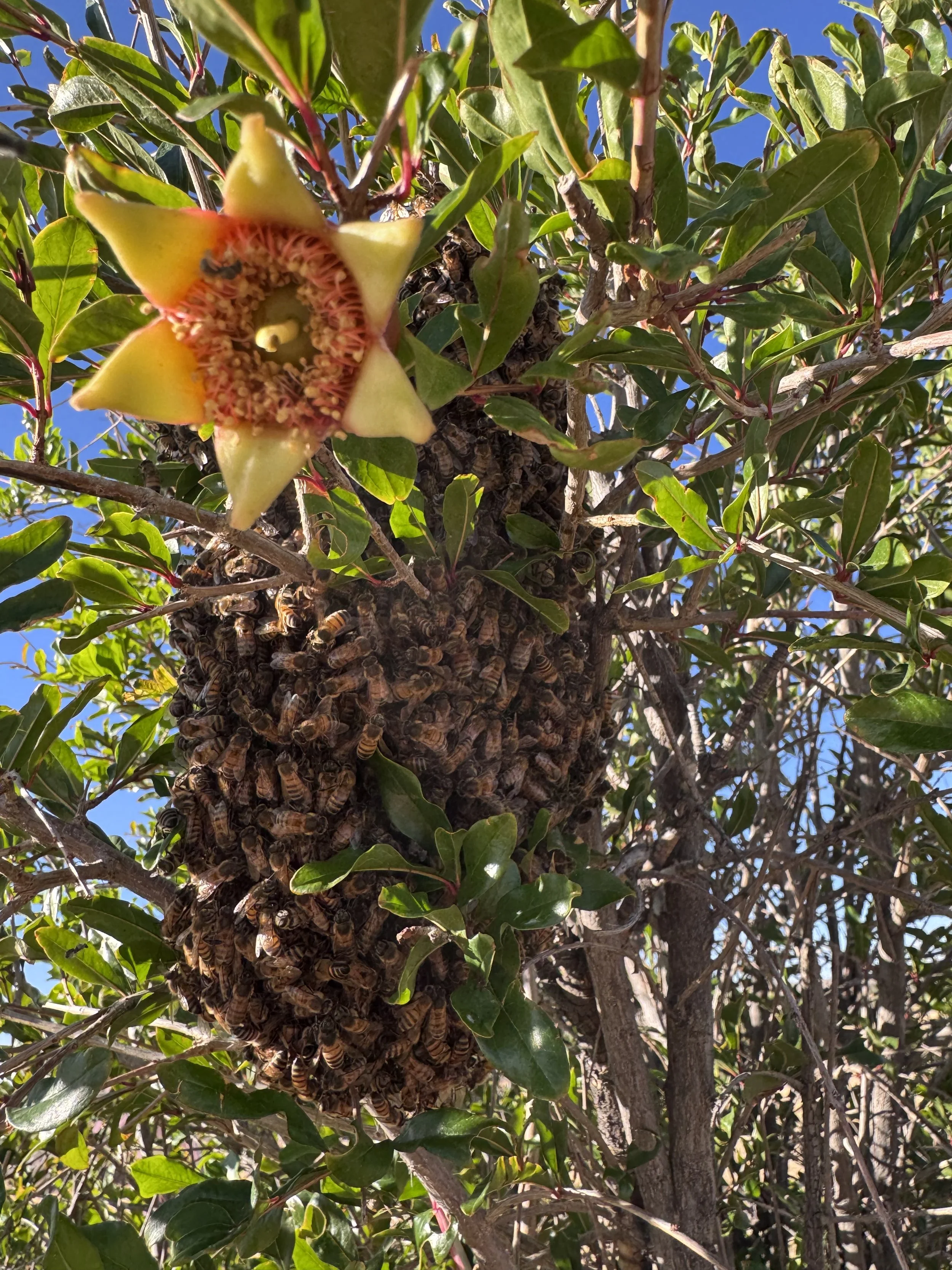 A Summer of Swarms