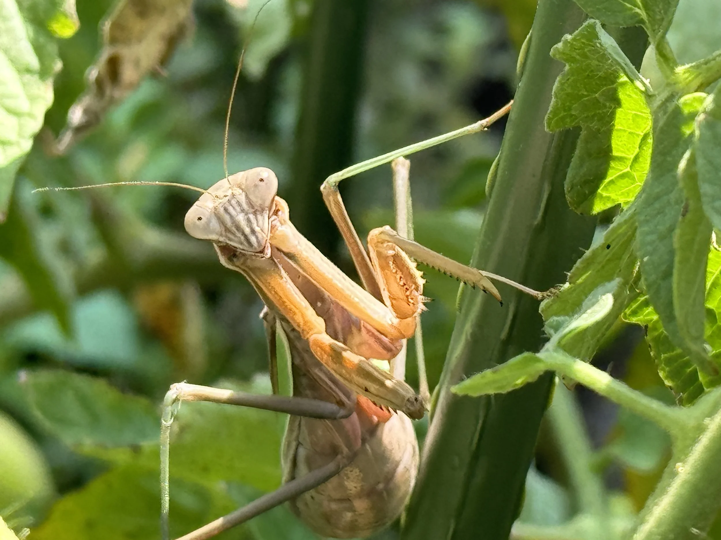 The Garden's Quiet Hunters