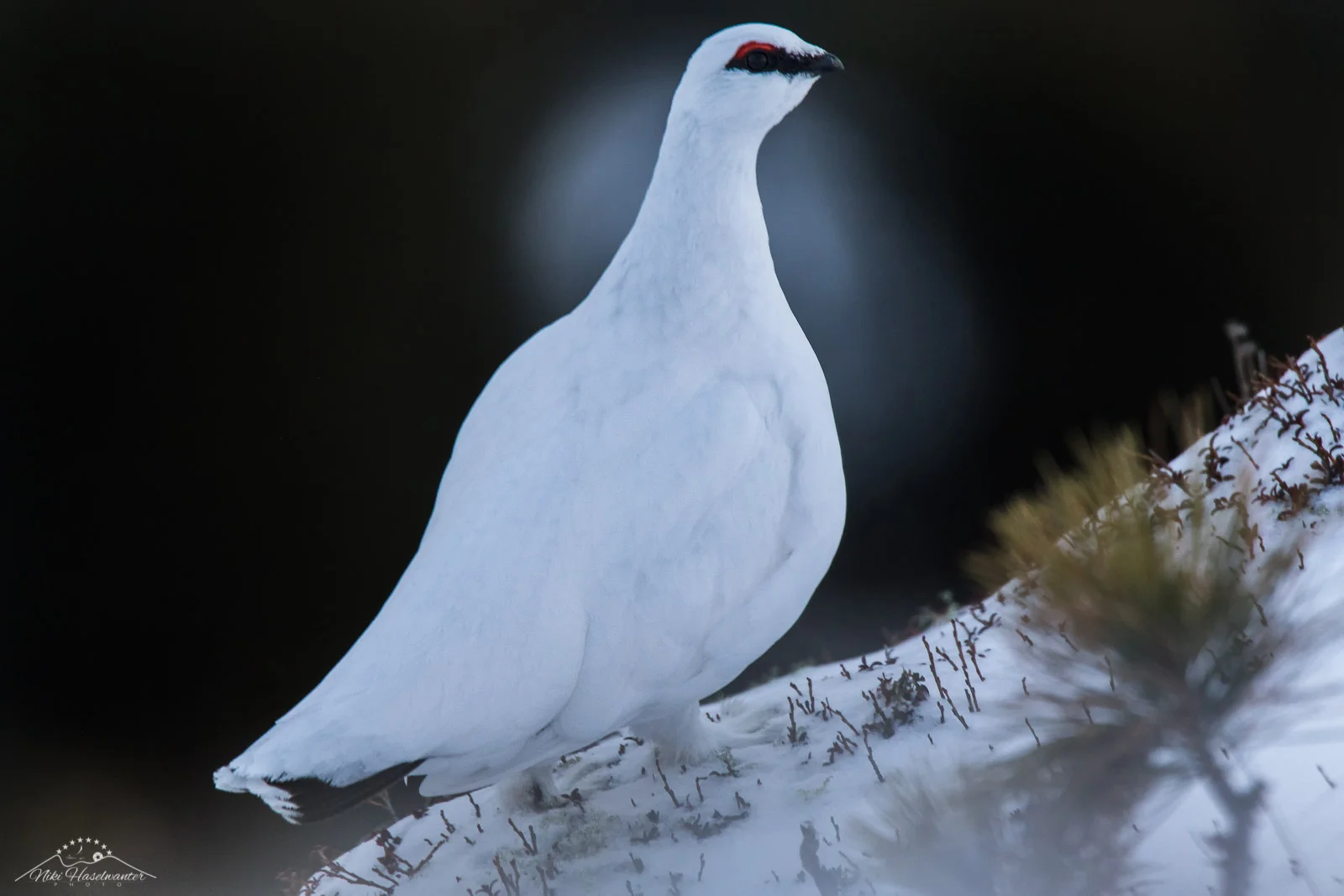 Schneehuhn.jpg