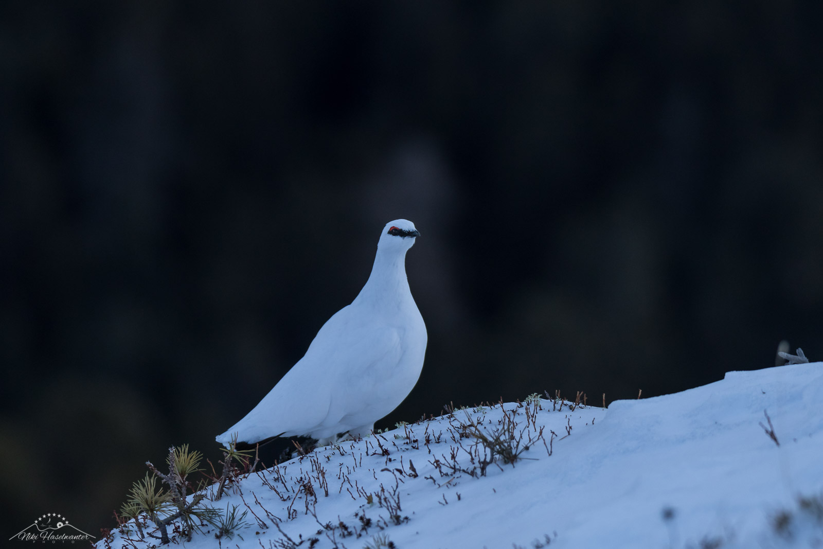 Schneehuhn-2.jpg