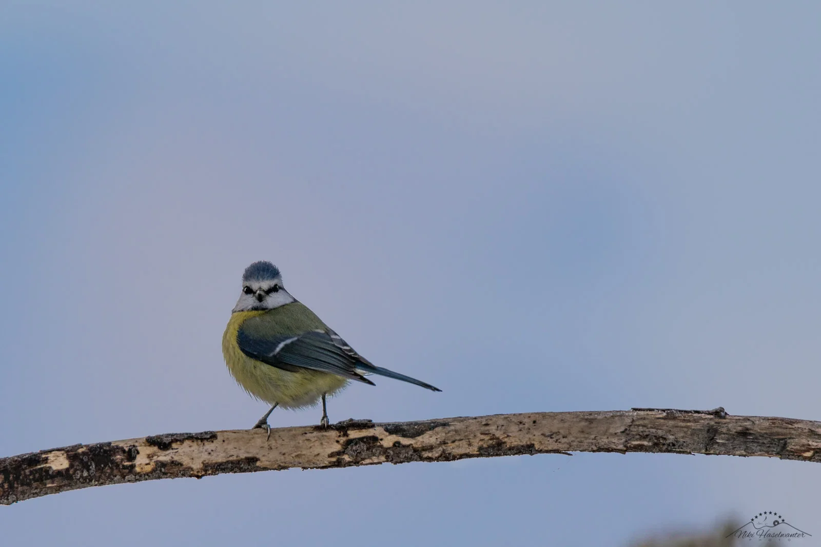 Vogelmix-6.jpg