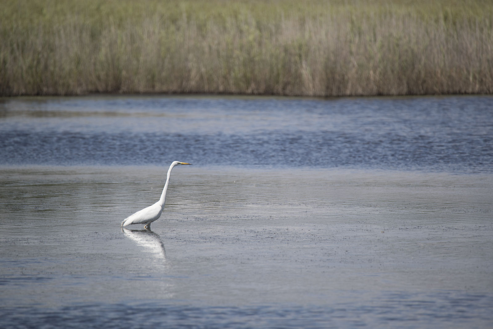 Fishing egret