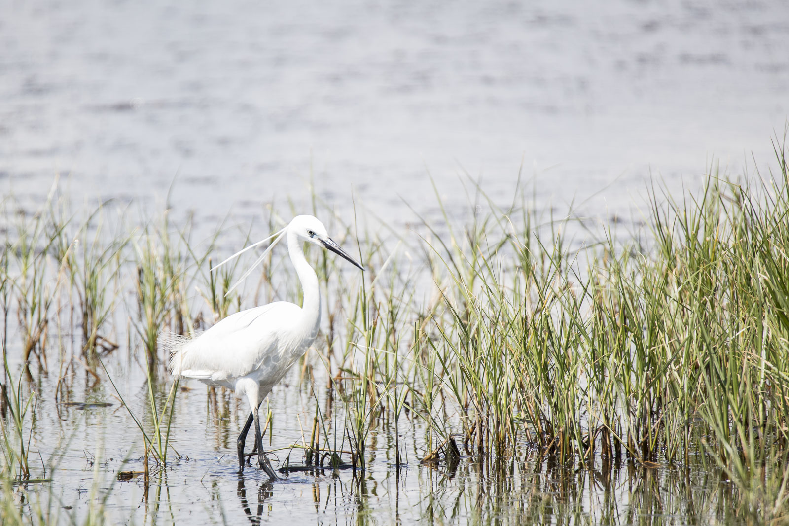 Silky heron coming nearer and nearer