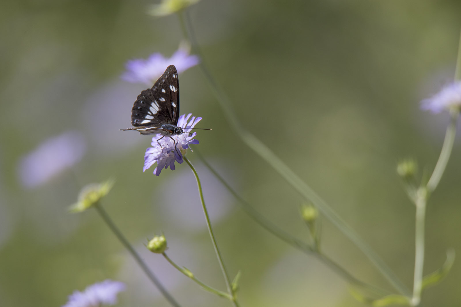 Butterflys everywhere