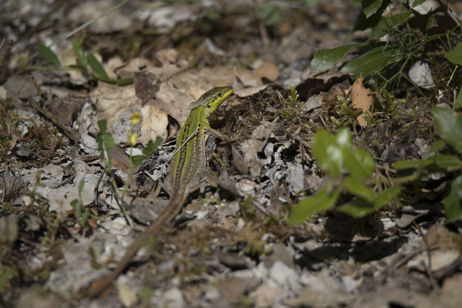 Lizard chaincheing skin