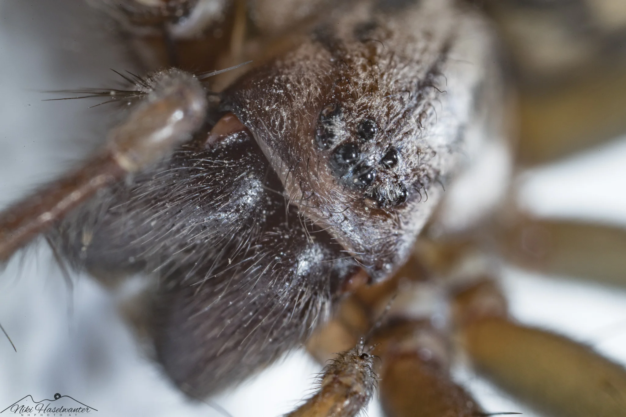 Spiderportrait-1.jpg