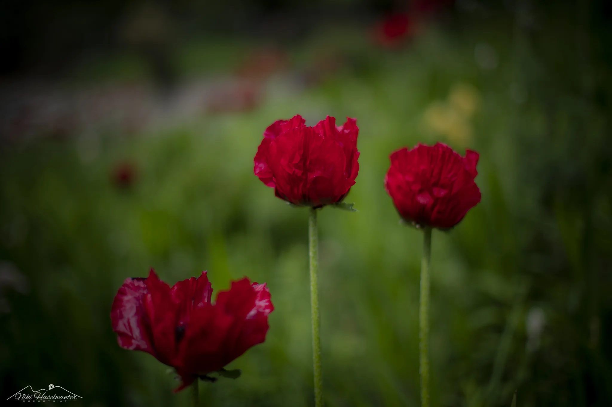 Flowers-2.jpg