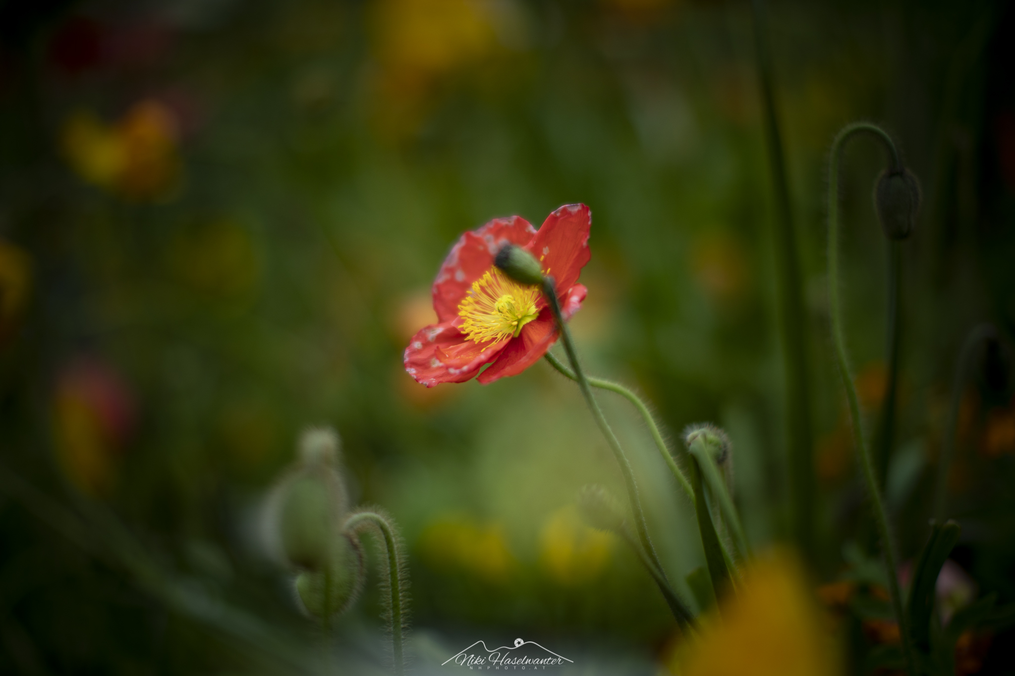 Flowers-1.jpg