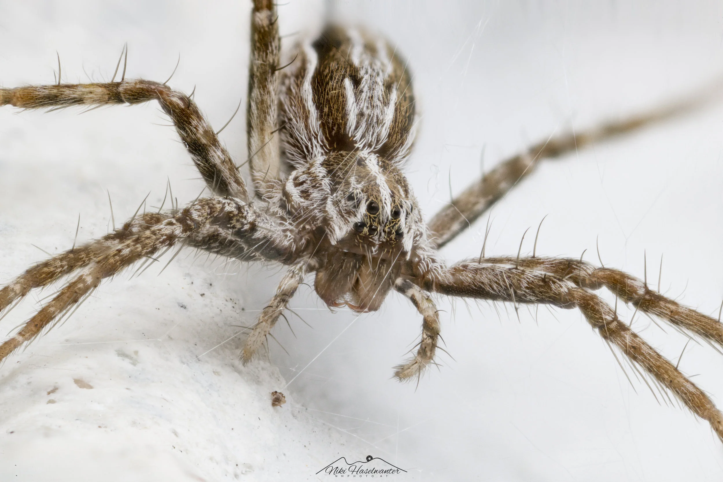 Spider-1.jpg