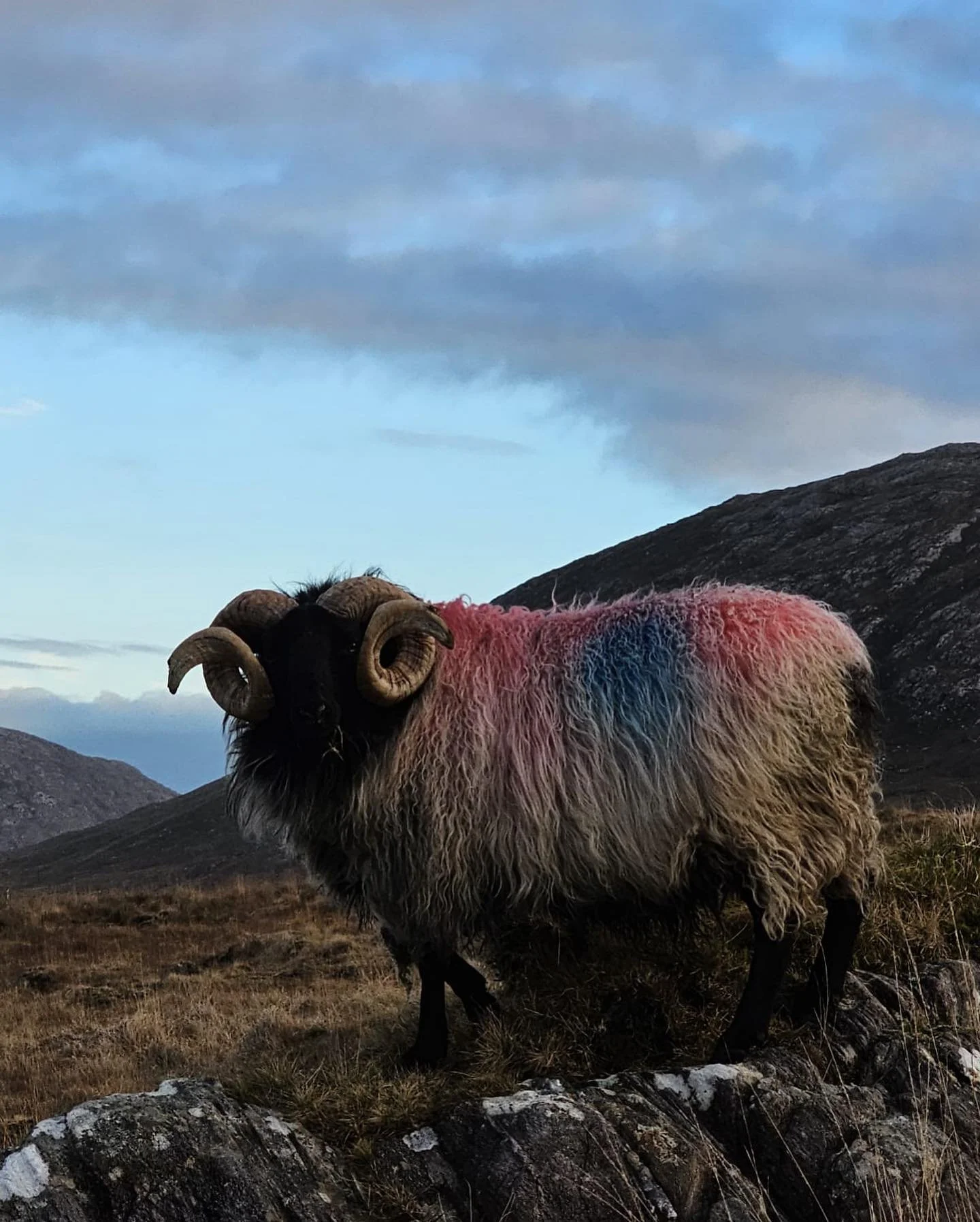 Holi Sheep