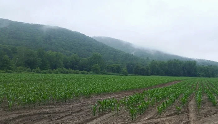 POPCORN2).jpg