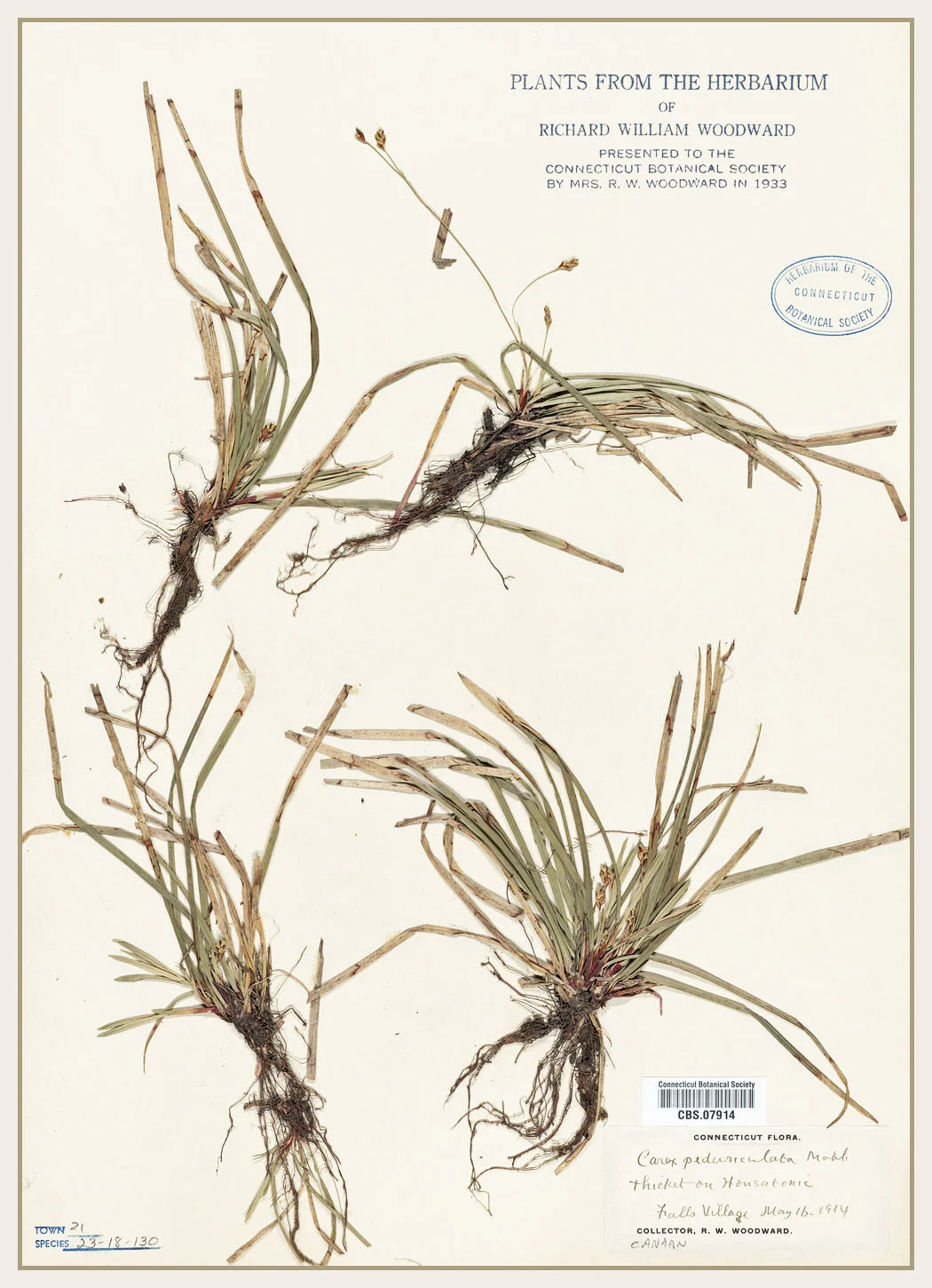 Carex pedunculata