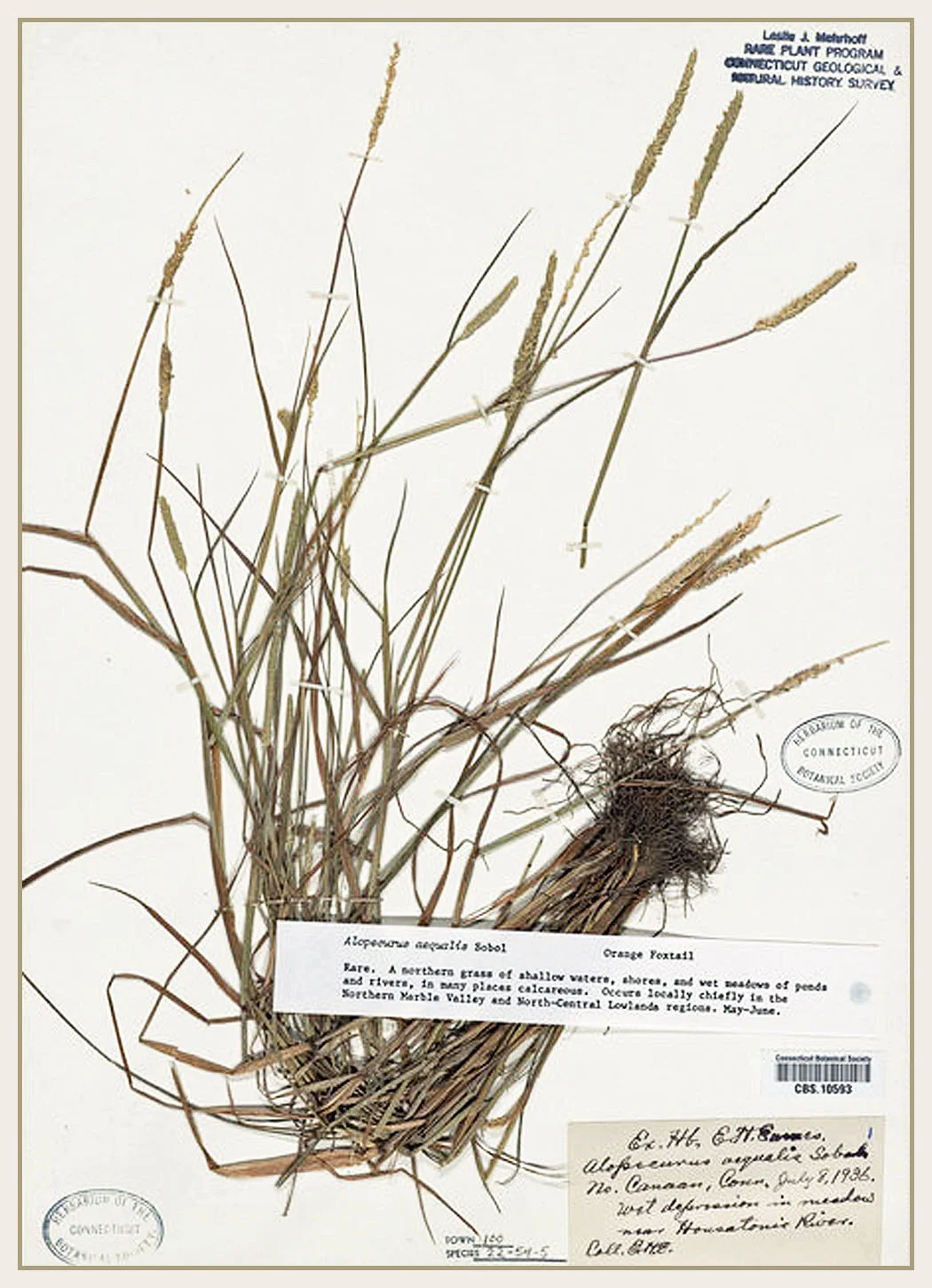 Alopecurus aequalis