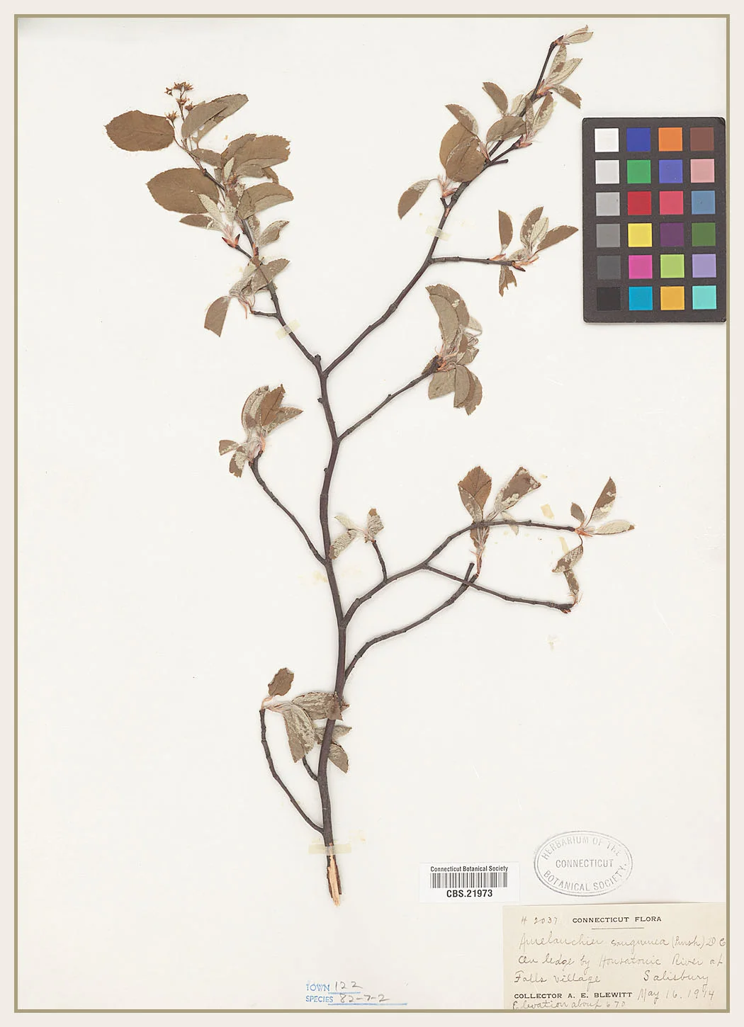 Amelanchier sanguinea