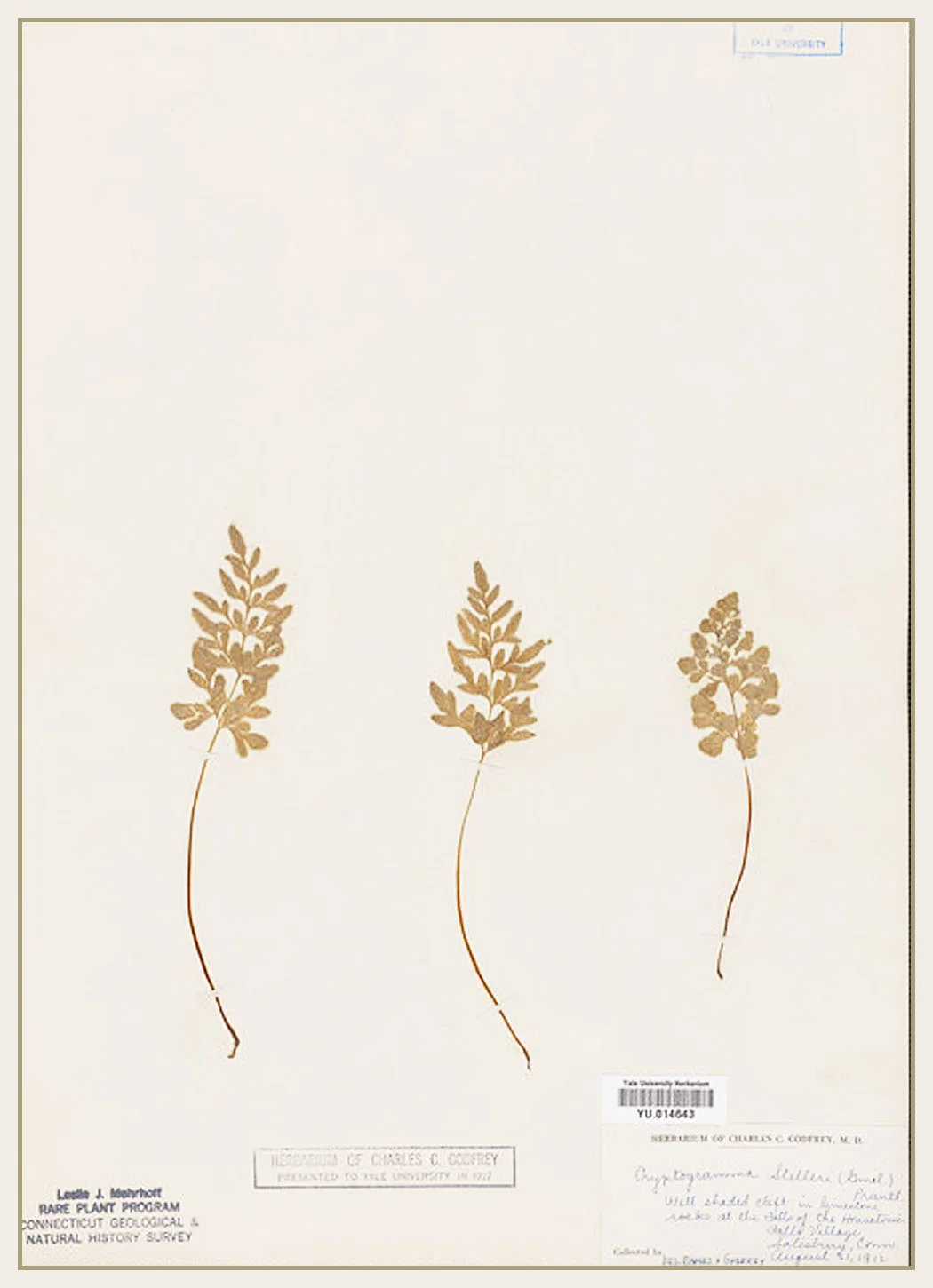 Cryptogamma stellaria (a fern)