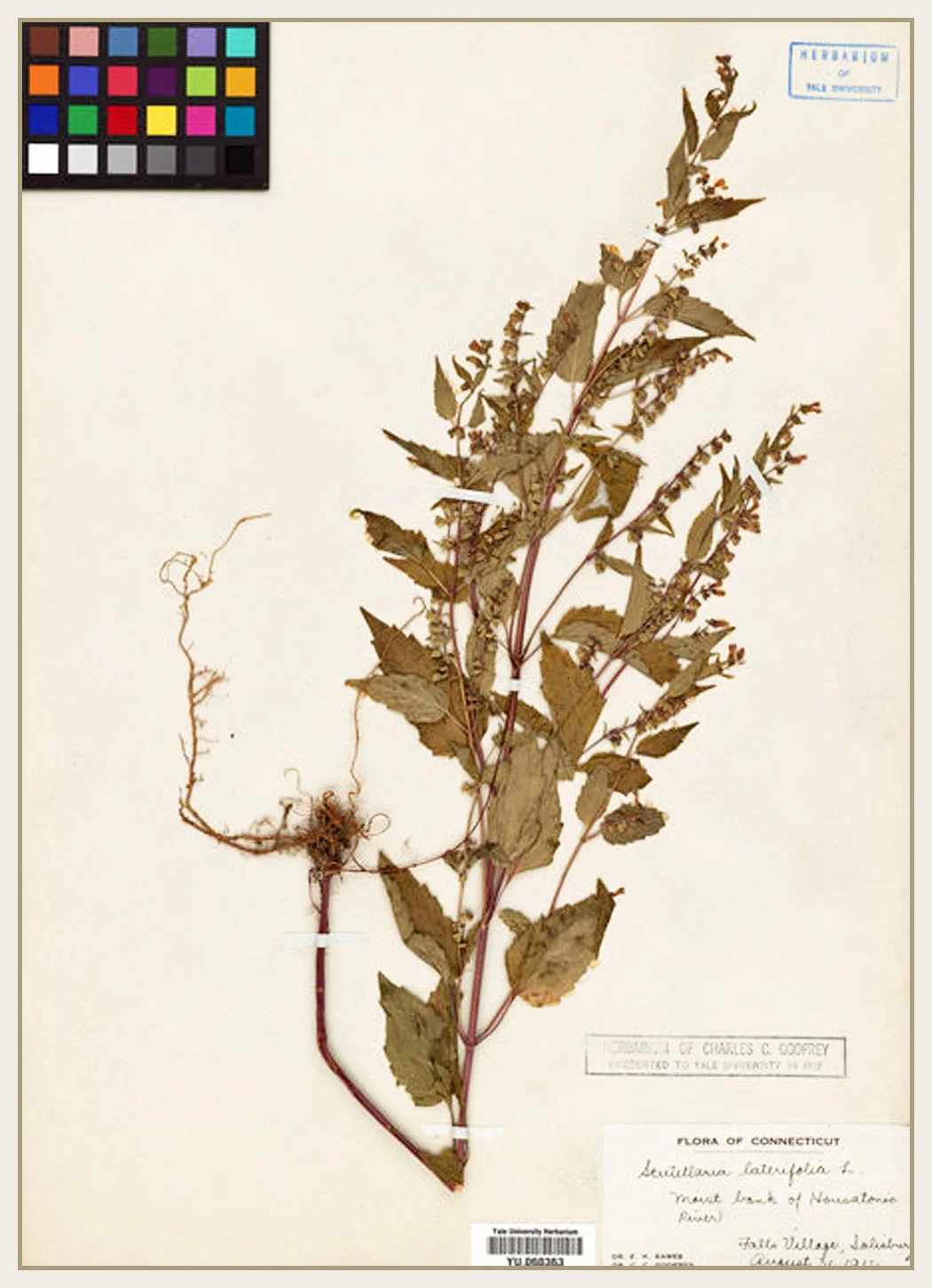 S. lateriflora
