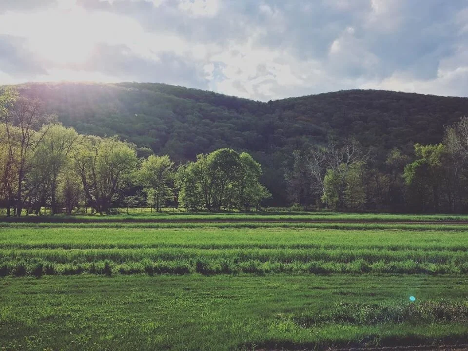 MARBLE VALLEY FARM — p l a n t i n' s e e d s