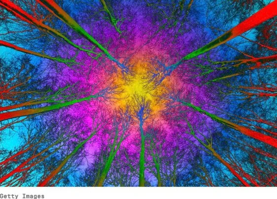 We May Be Surrounded by Trillions of Conscious Beings, Research Suggests—And They Aren’t Human