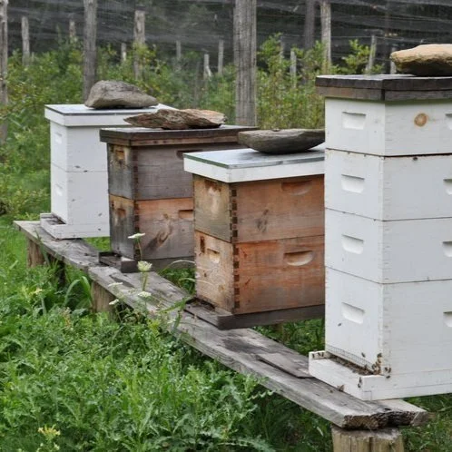 Bees