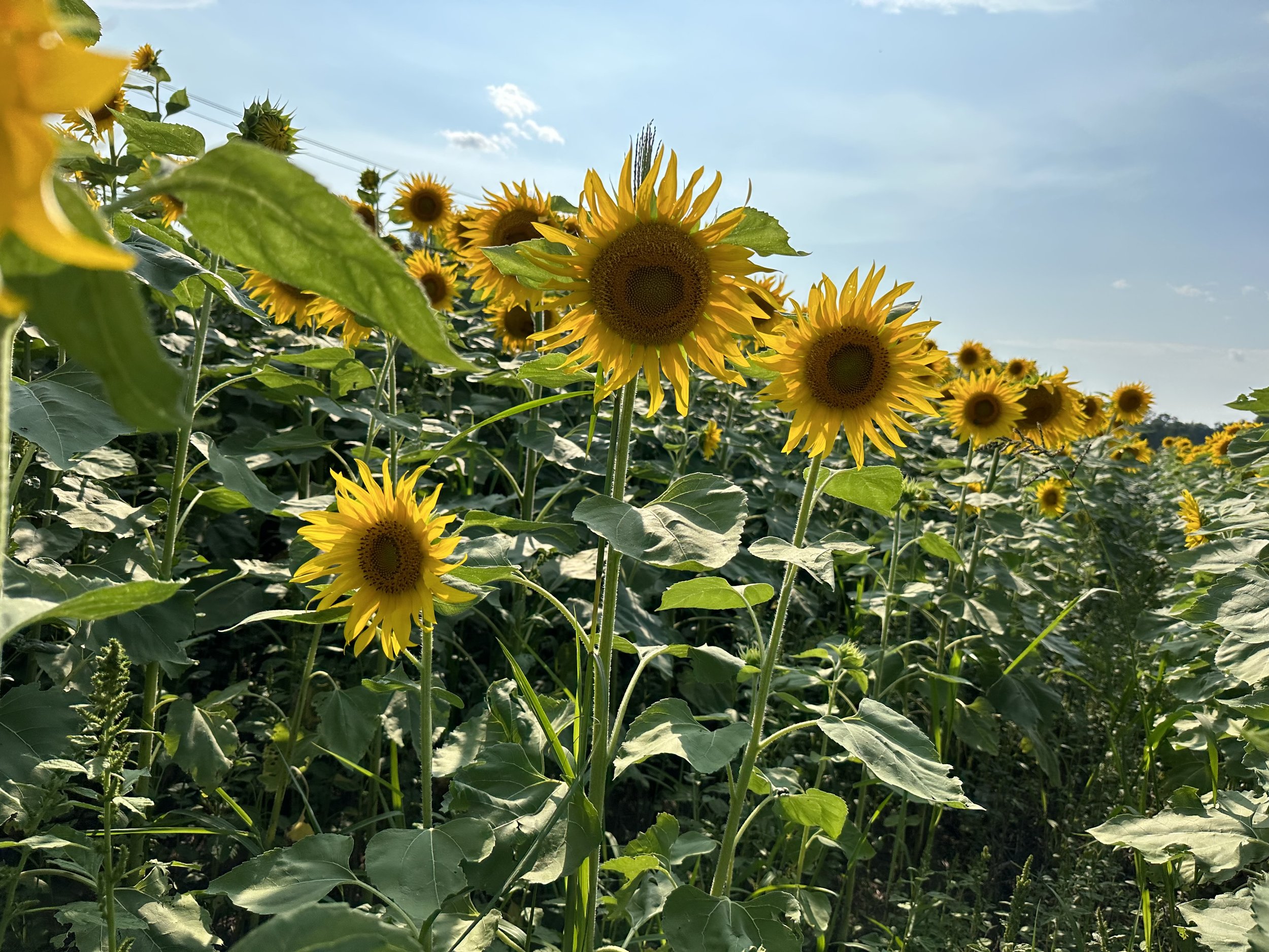 Sunflower Update Post 1.jpg