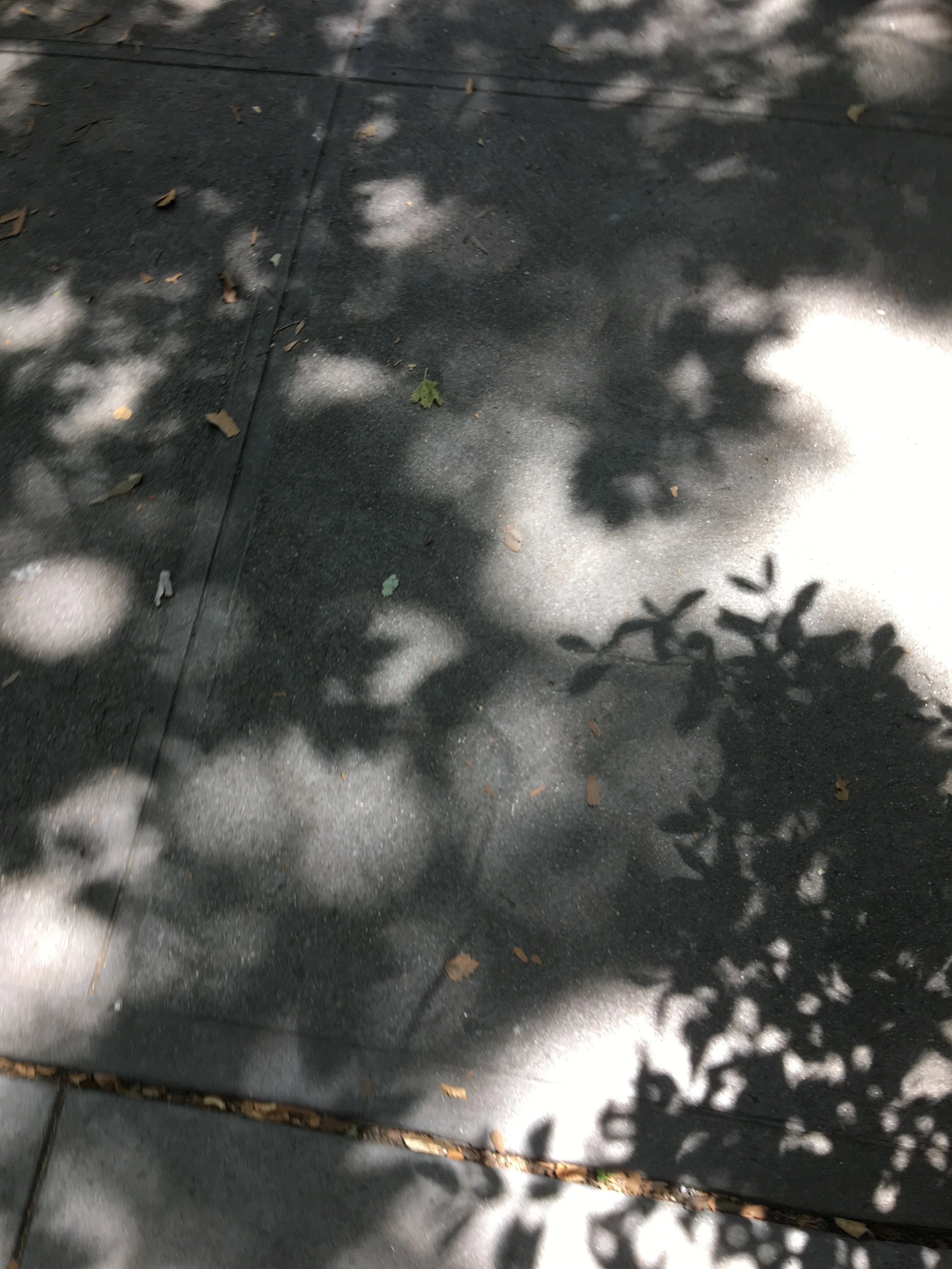 Shadows Play on the Sidewalk