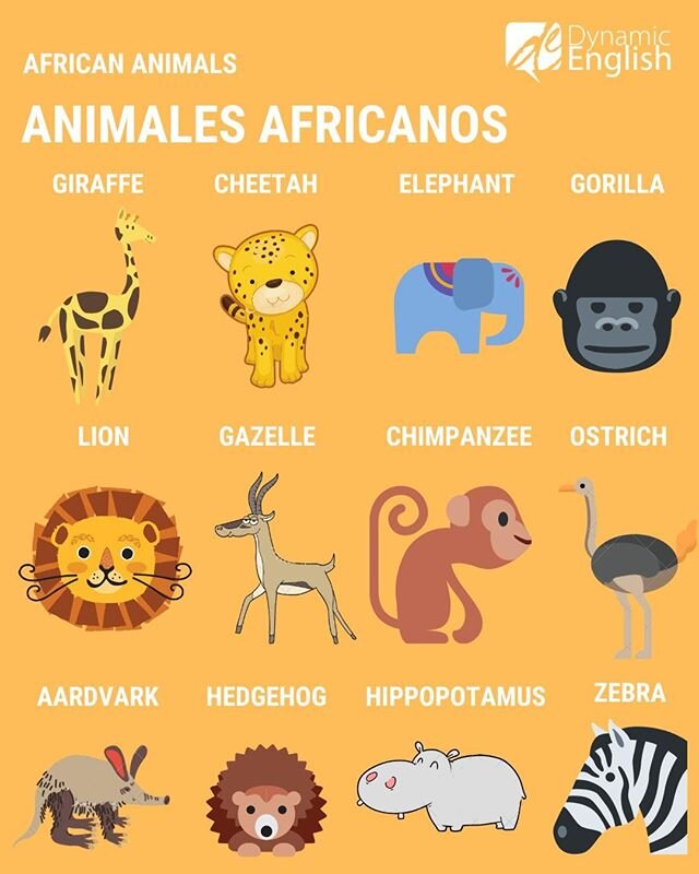 Algunos animales africanos.
Giraffe - Jirafa
Cheetah - Guepardo
Elephant - Elefante
Gorilla - Gorila
Lion - Leon
Gazelle - Gacela
Chimpanzee - Chimpanc&eacute;
Ostrich - Avestruz
Aardvark - Oso Hormiguero 
Hedgehog - Puercoesp&iacute;n
Hippopotamus -