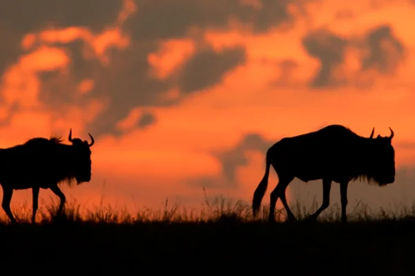 Gnu Talent - About Us - Managing Partners.jpg